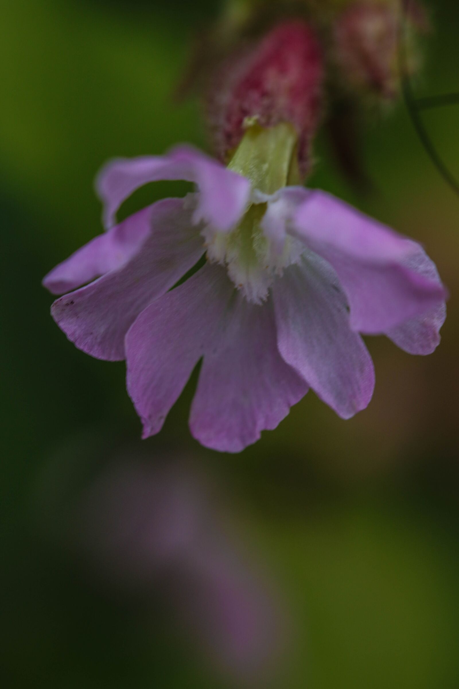 Canon EOS 7D Mark II sample photo. Wild flower, flower, summer photography