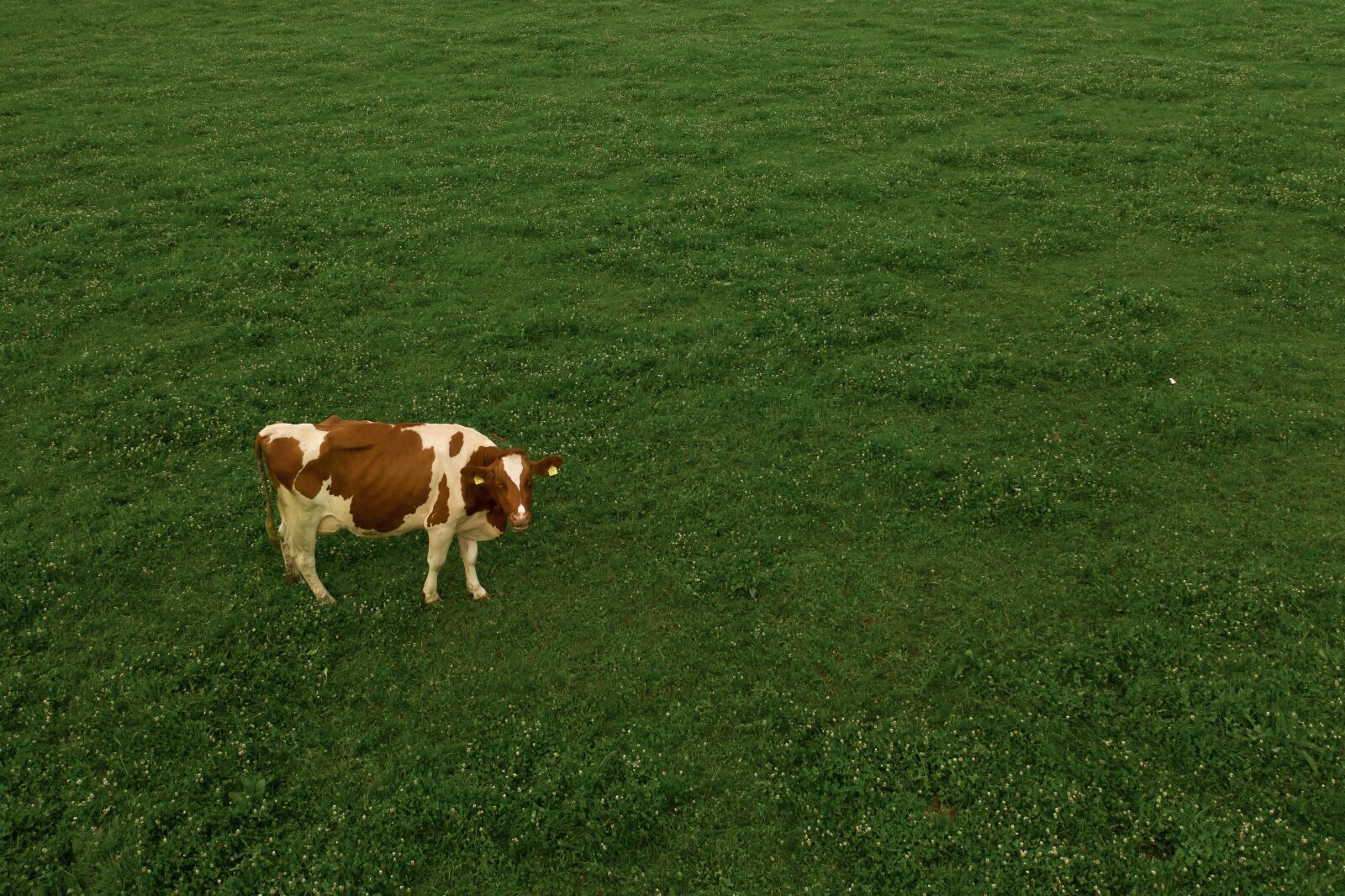 Hasselblad L1D-20c sample photo. Cow, grass, swiss cow photography