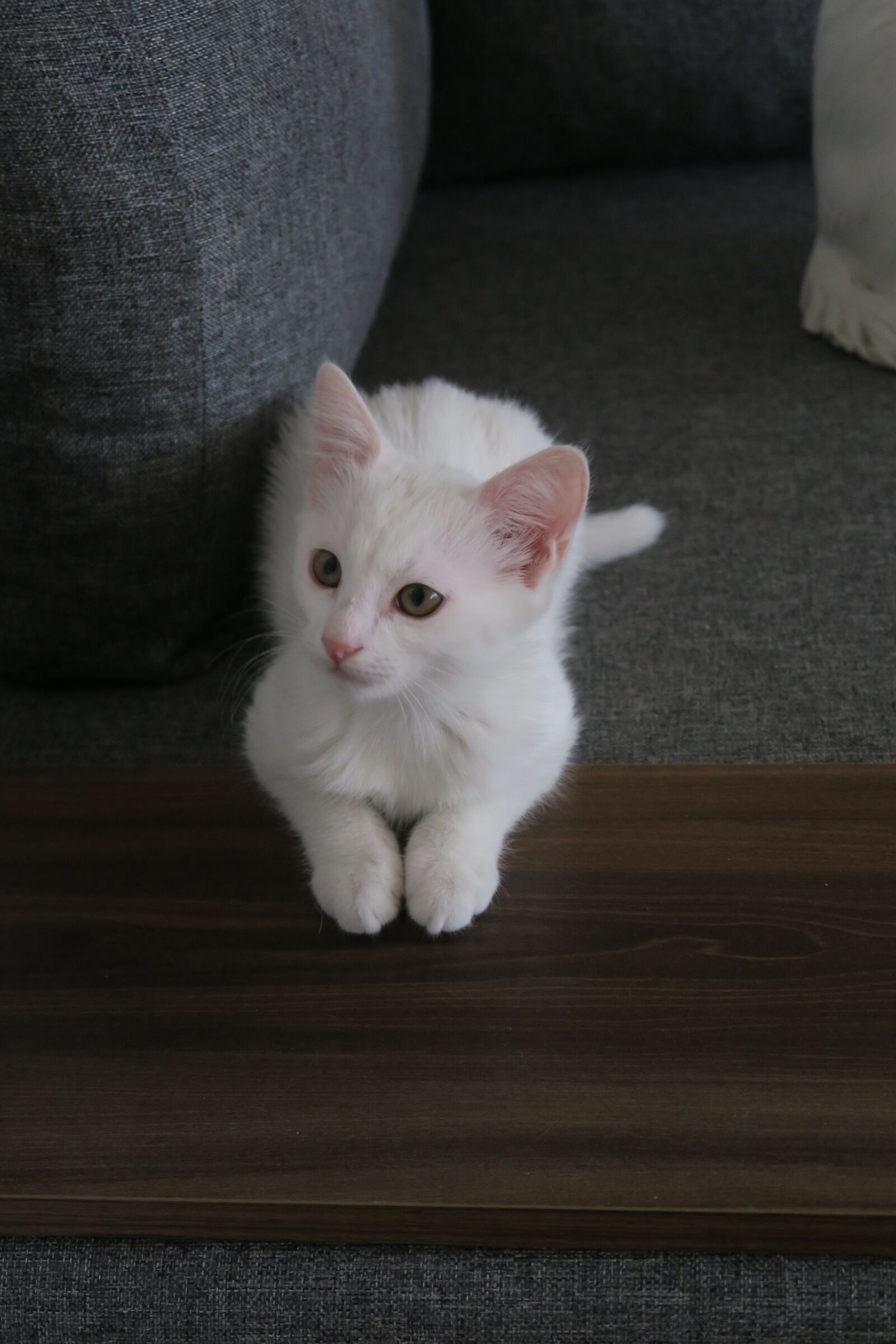 Canon PowerShot G7 X sample photo. Cat, puppies, animal photography
