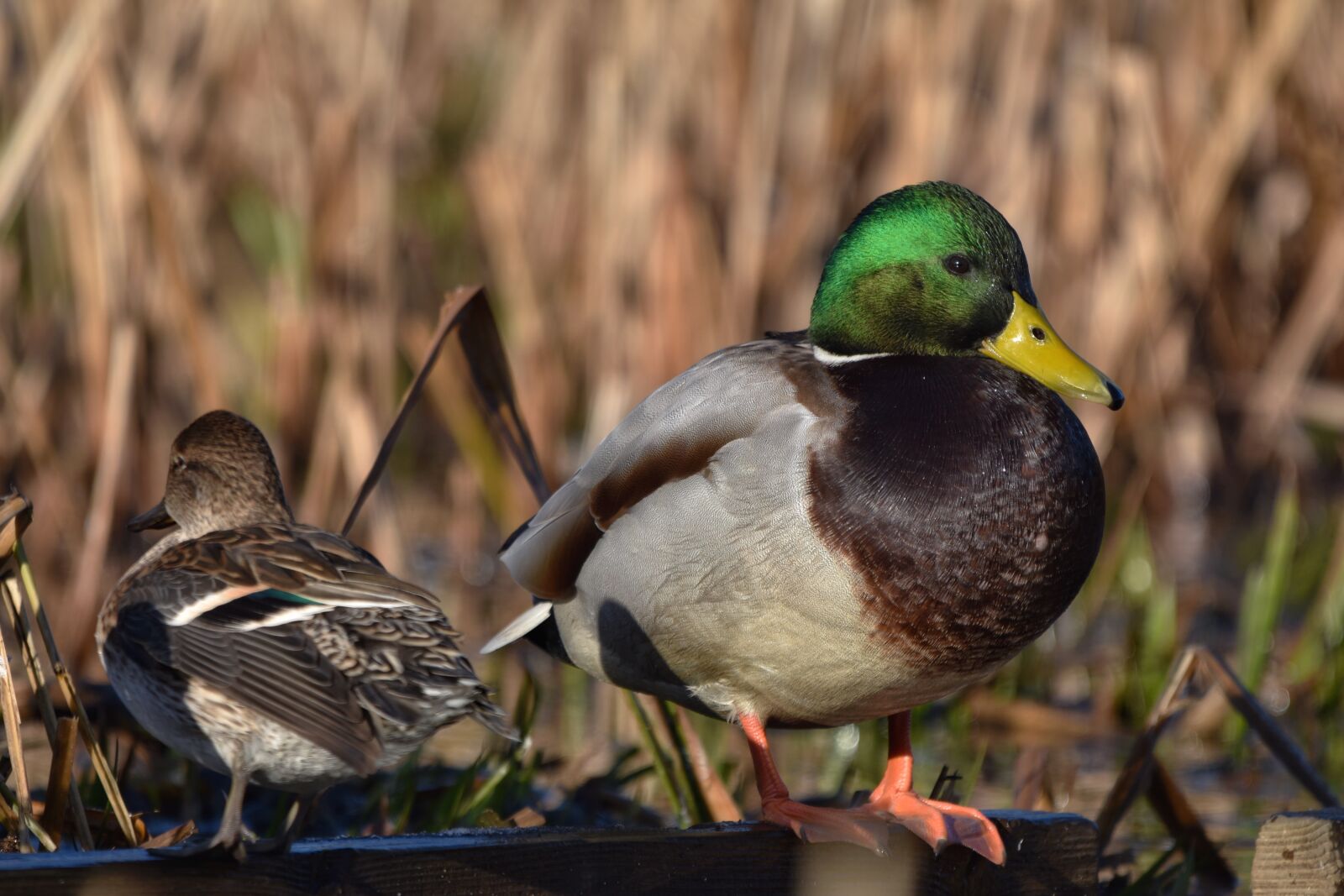 Nikon D7200 sample photo. Animal, pond, water photography