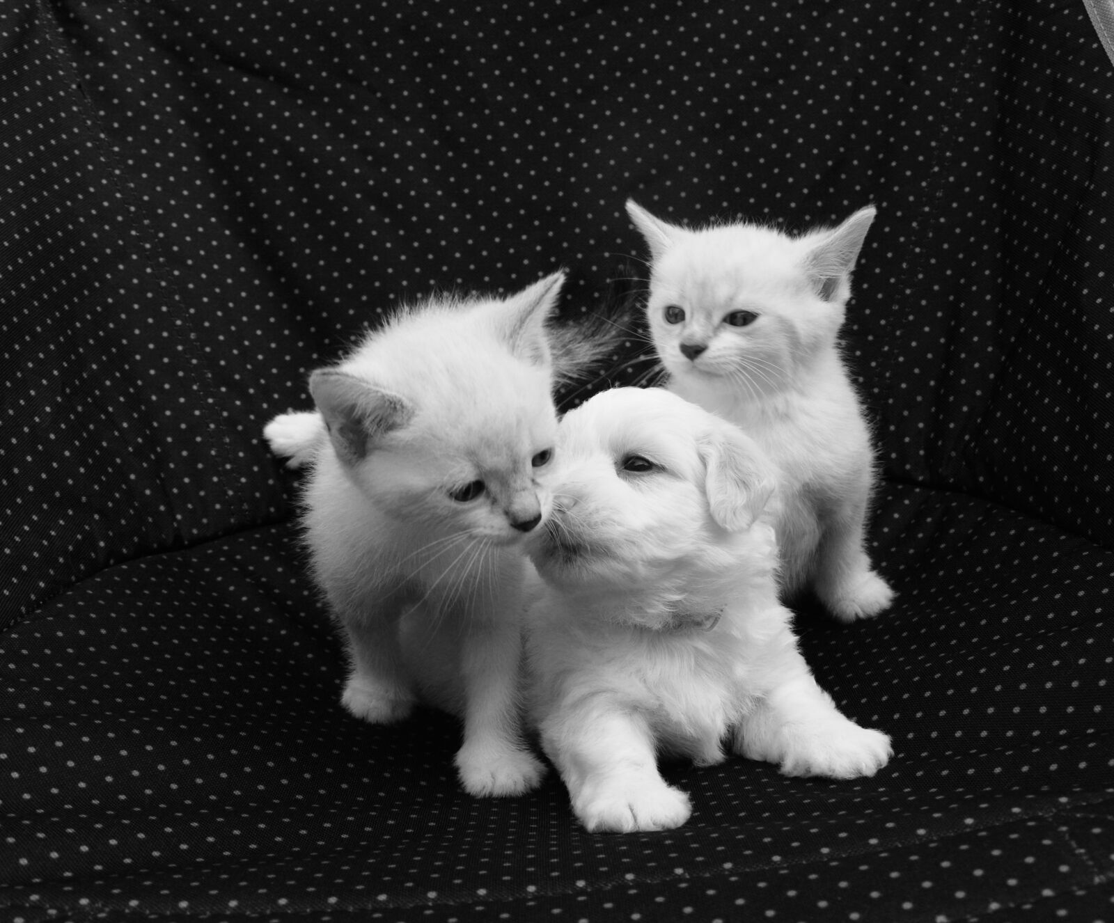 Nikon D5200 sample photo. Kiss, puppy kittens, dog photography