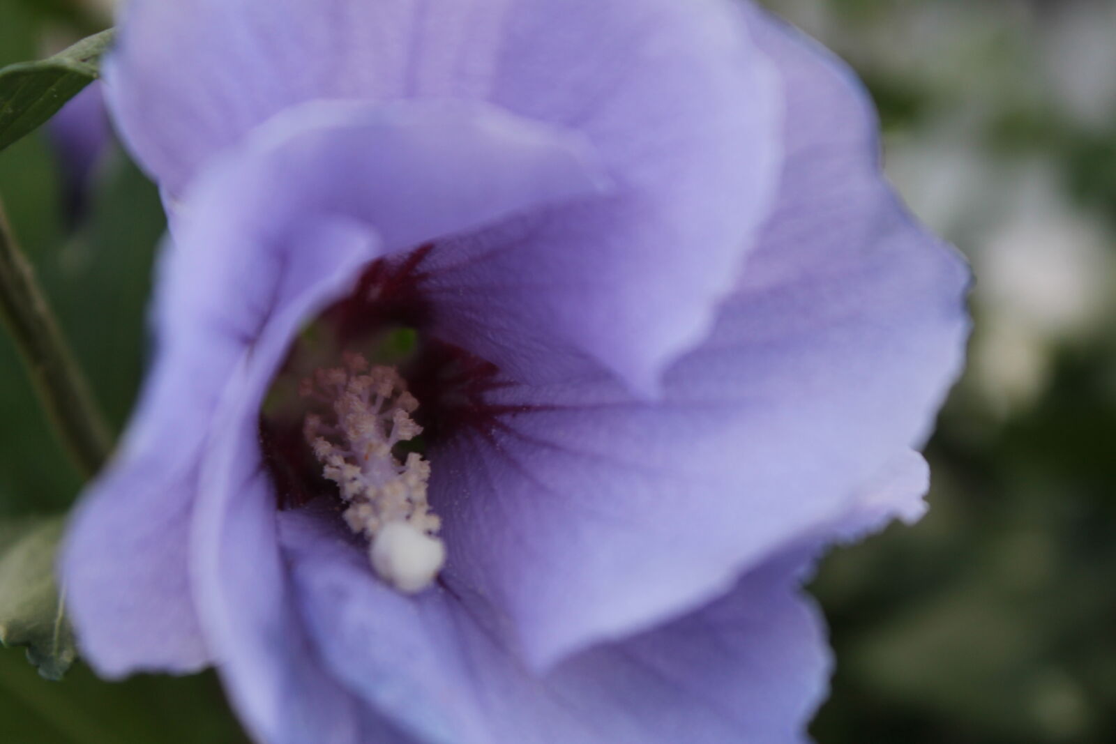 Canon EOS 1100D (EOS Rebel T3 / EOS Kiss X50) sample photo. Bloom, blooming, blossom, botanical photography