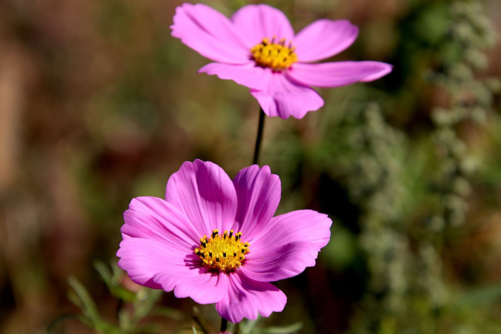 Canon EOS 800D (EOS Rebel T7i / EOS Kiss X9i) sample photo. Flowers, color purple, plants photography