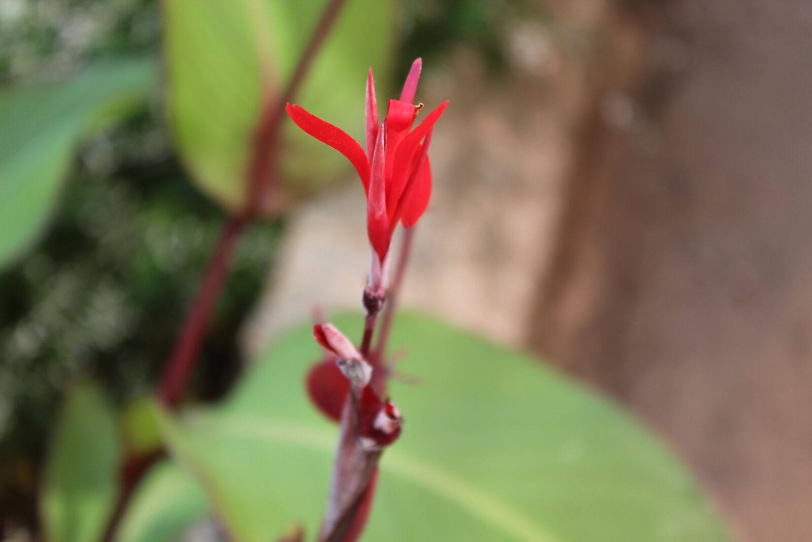 Canon EOS 1200D (EOS Rebel T5 / EOS Kiss X70 / EOS Hi) sample photo. Rose, zambia, nature photography