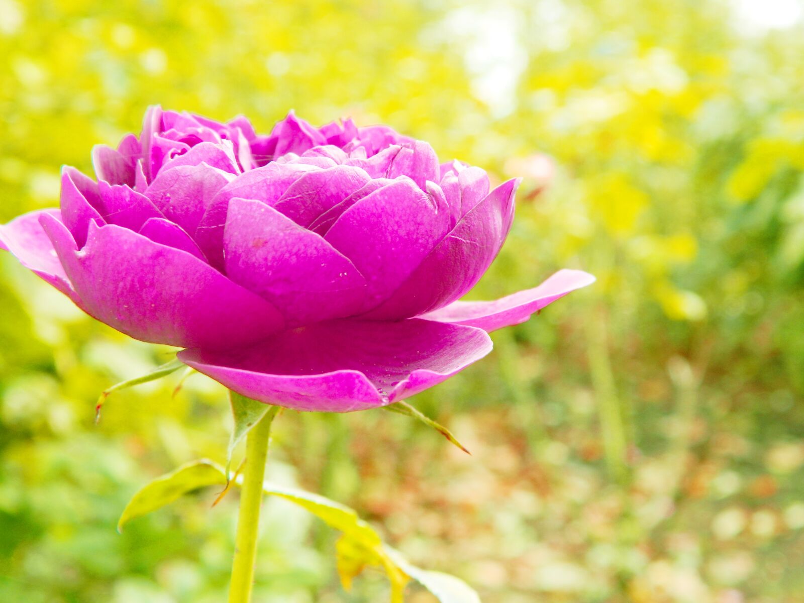 Nikon COOLPIX L310 sample photo. Pink, rose, petal photography