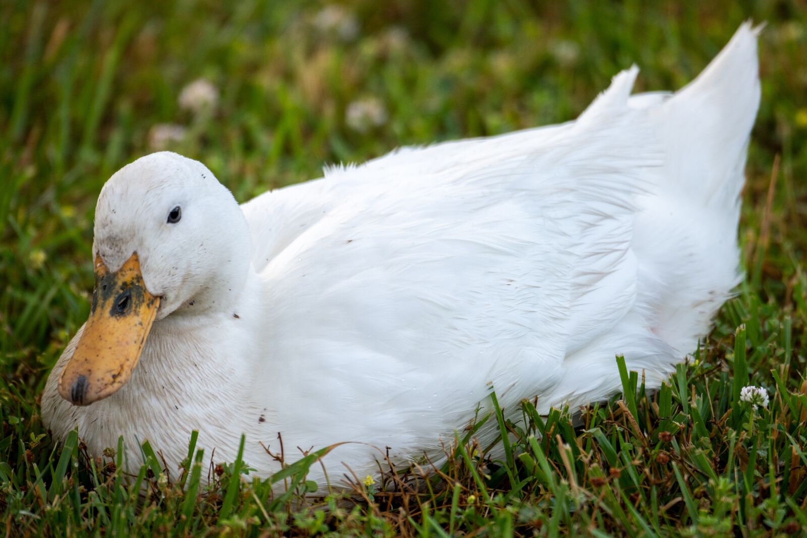 Nikon D850 sample photo. Duck, pekin, pekin duck photography