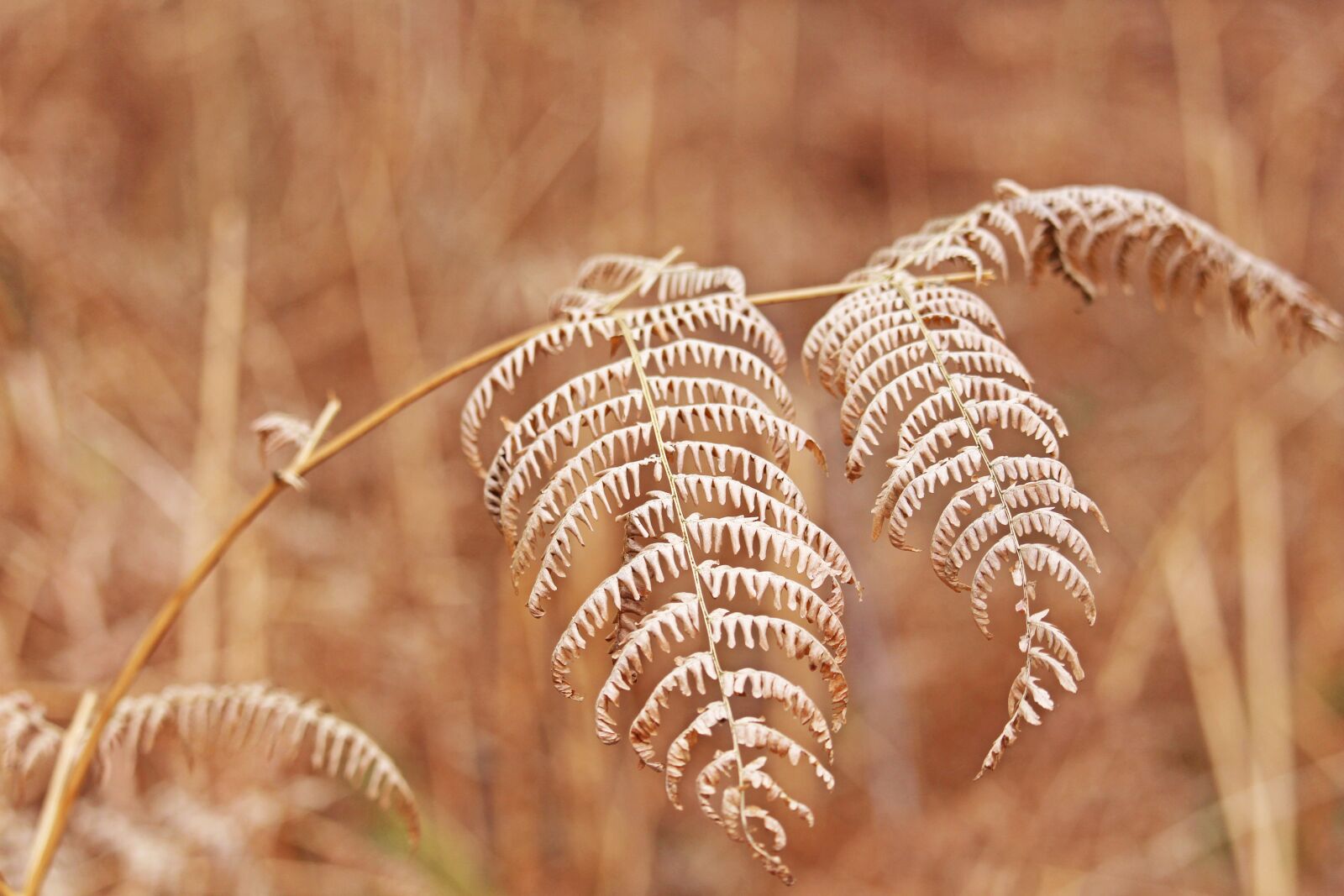 Canon EF-S 55-250mm F4-5.6 IS STM sample photo. Fern, vetrockneter fern, transient photography