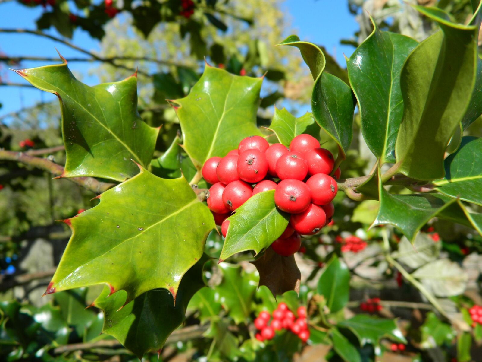 Nikon COOLPIX L310 sample photo. Holly, shrub, tree photography