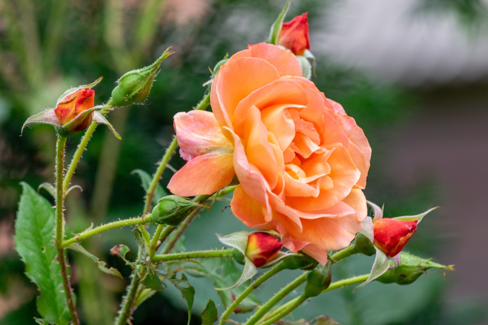 Nikon D3300 sample photo. Rose, flower, roses photography