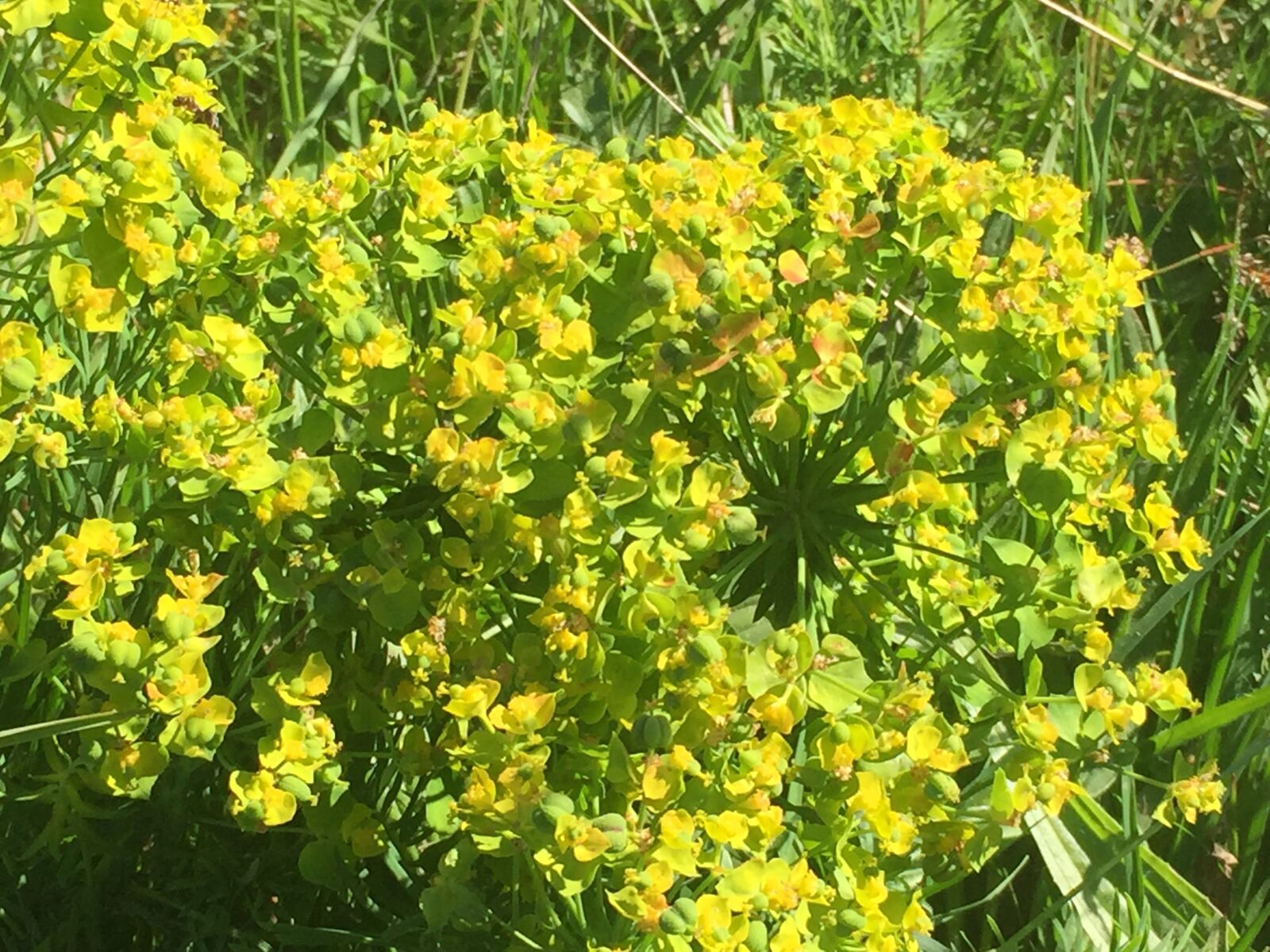 iPhone 6 back camera 4.15mm f/2.2 sample photo. Spurge, spurge family, euphorbia photography