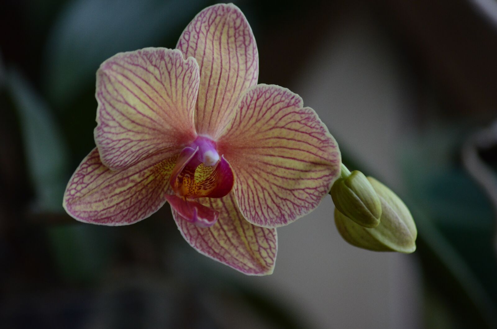 Nikon D5100 sample photo. Orchid, tropical, coloring photography