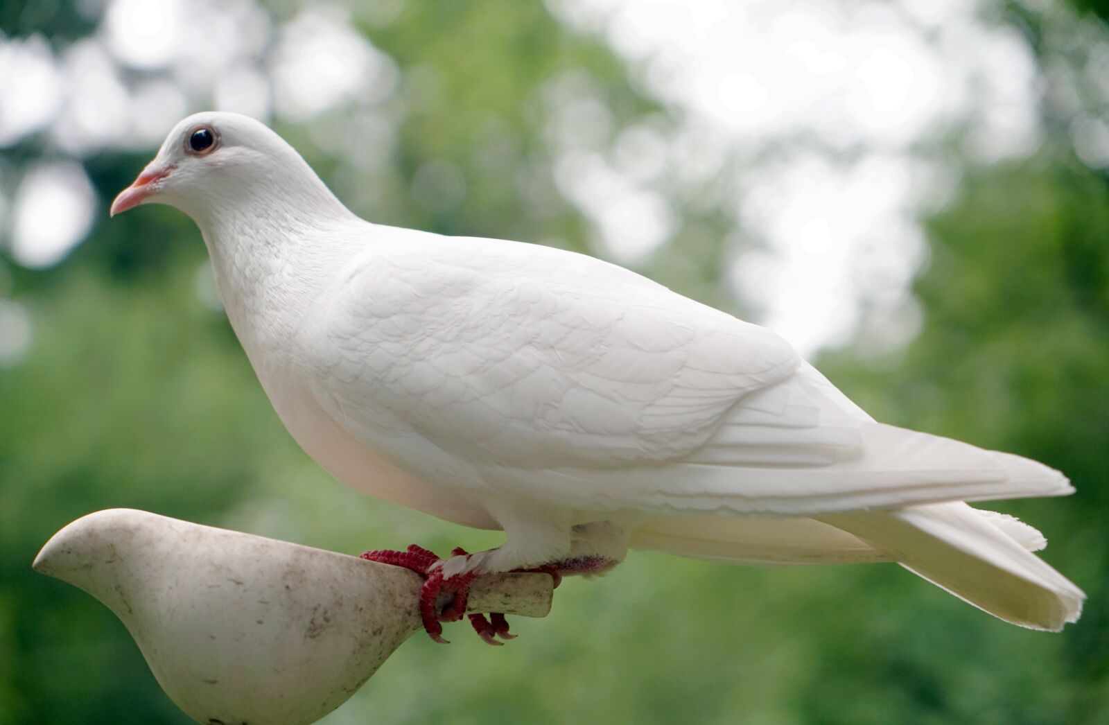 Sony Vario Tessar T* FE 24-70mm F4 ZA OSS sample photo. Dove, bird, nature photography