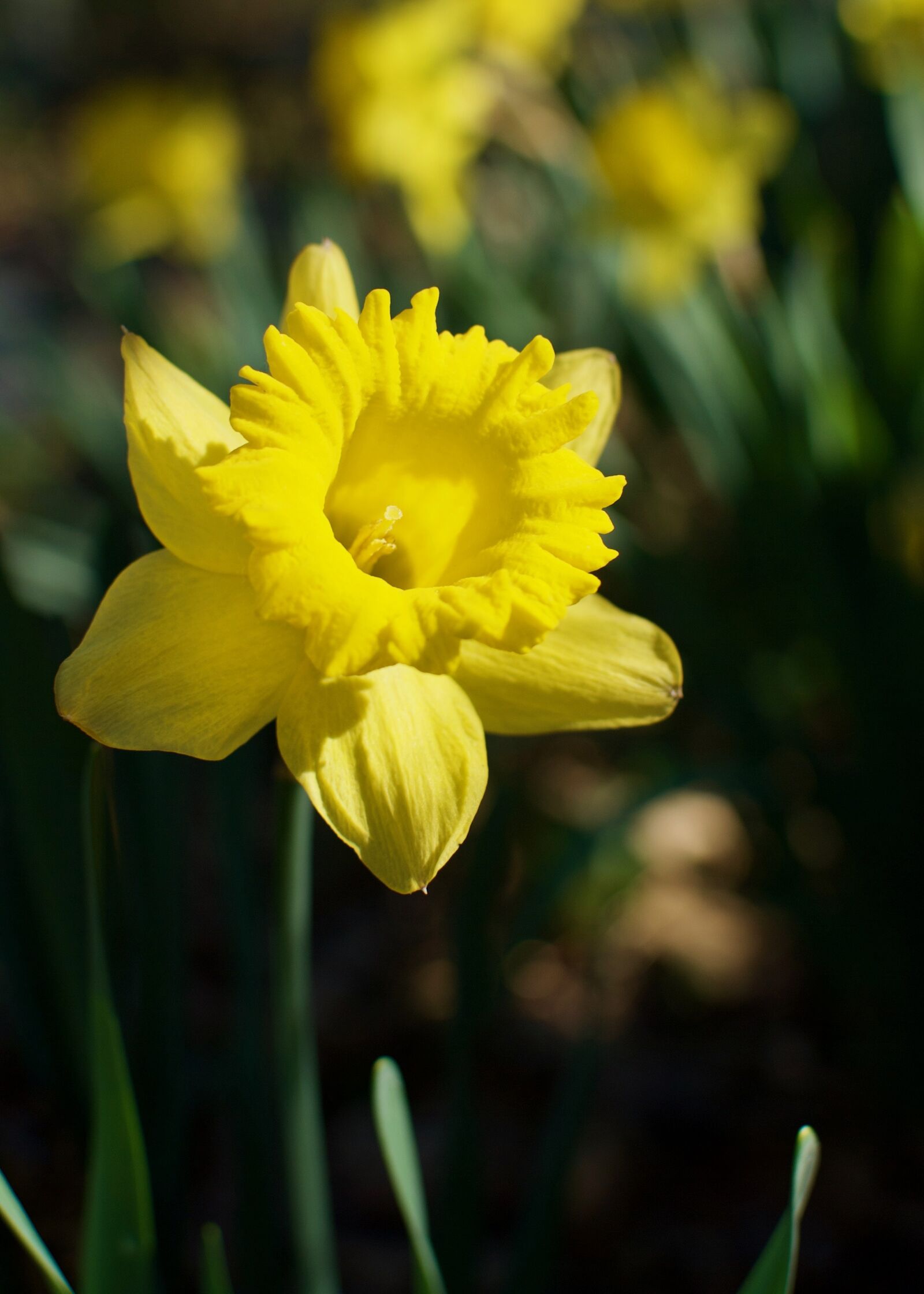 Nikon D80 sample photo. Flower, spring, easter photography