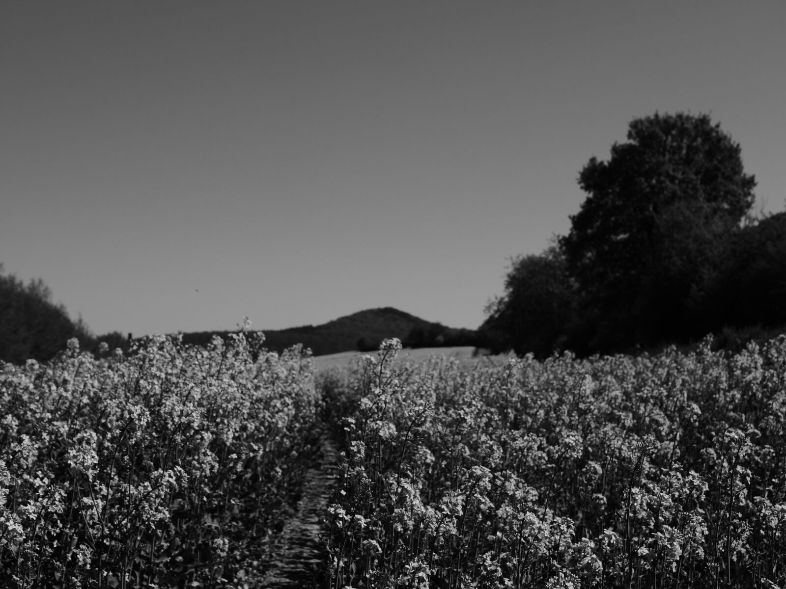 LEICA DG 12-60/F2.8-4.0 sample photo. Canola, canola field, field photography