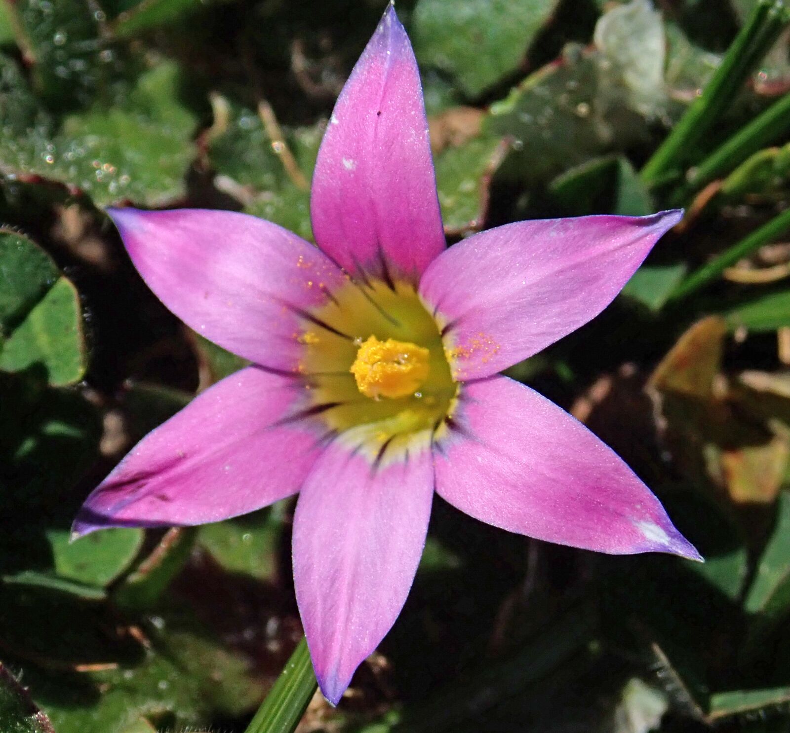 Olympus TG-5 sample photo. Flower, weed, pink photography