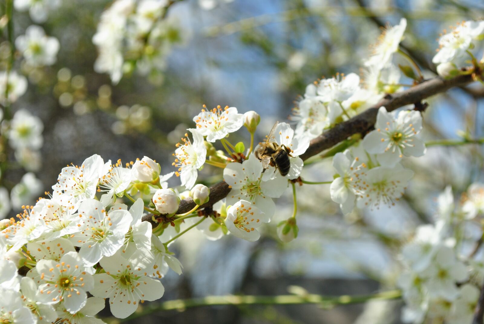 Nikon D3000 sample photo. Bloom, spring, trees photography