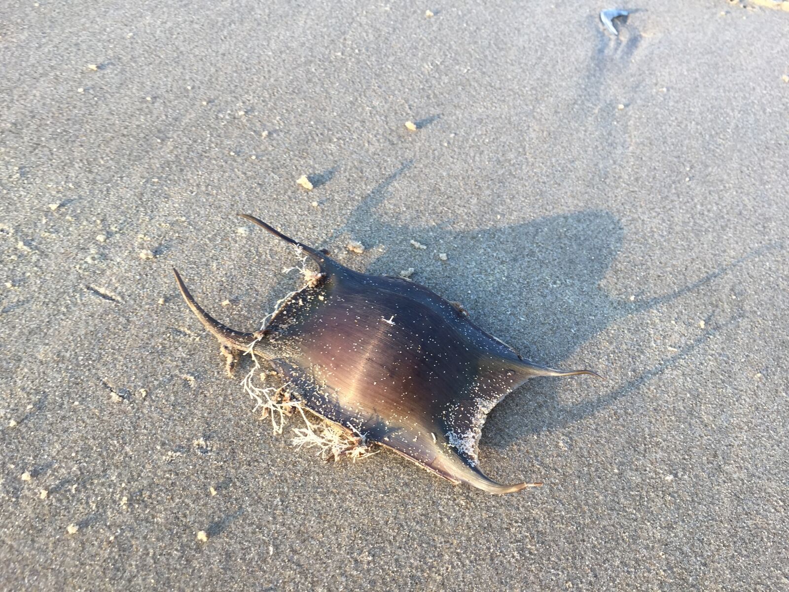 Apple iPhone 6 sample photo. Ameland, beach, vacations photography