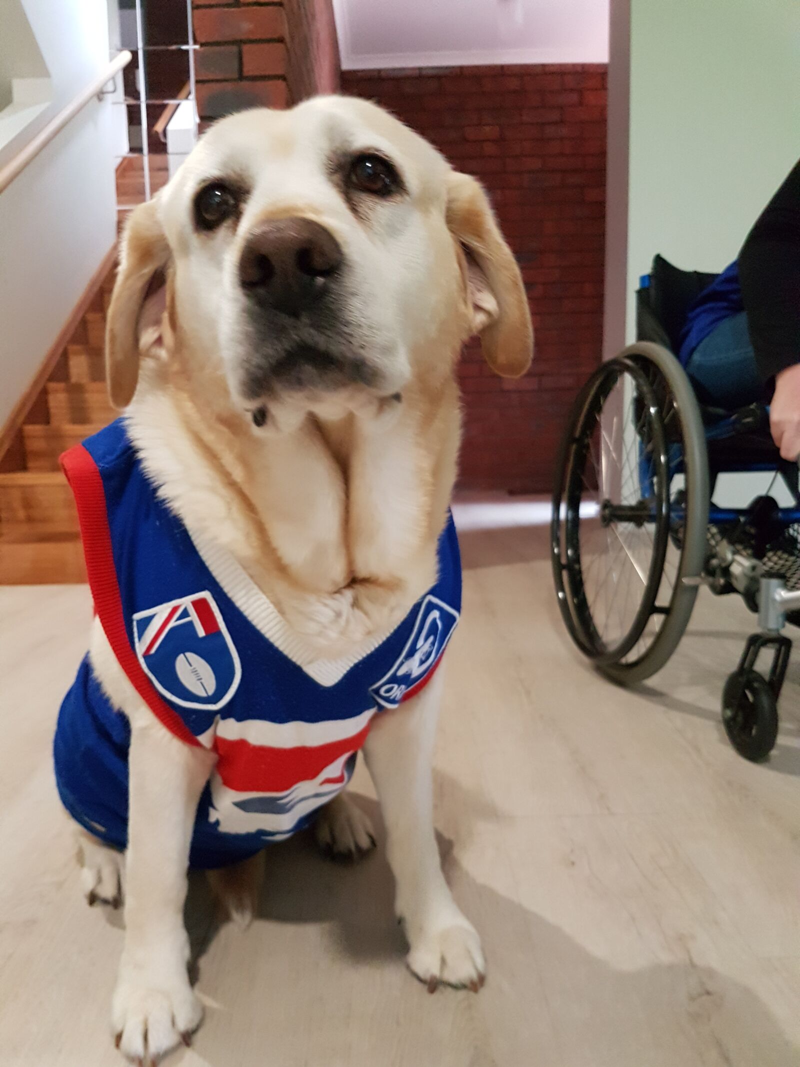 Samsung Galaxy S7 sample photo. Dog, labrador, pet photography