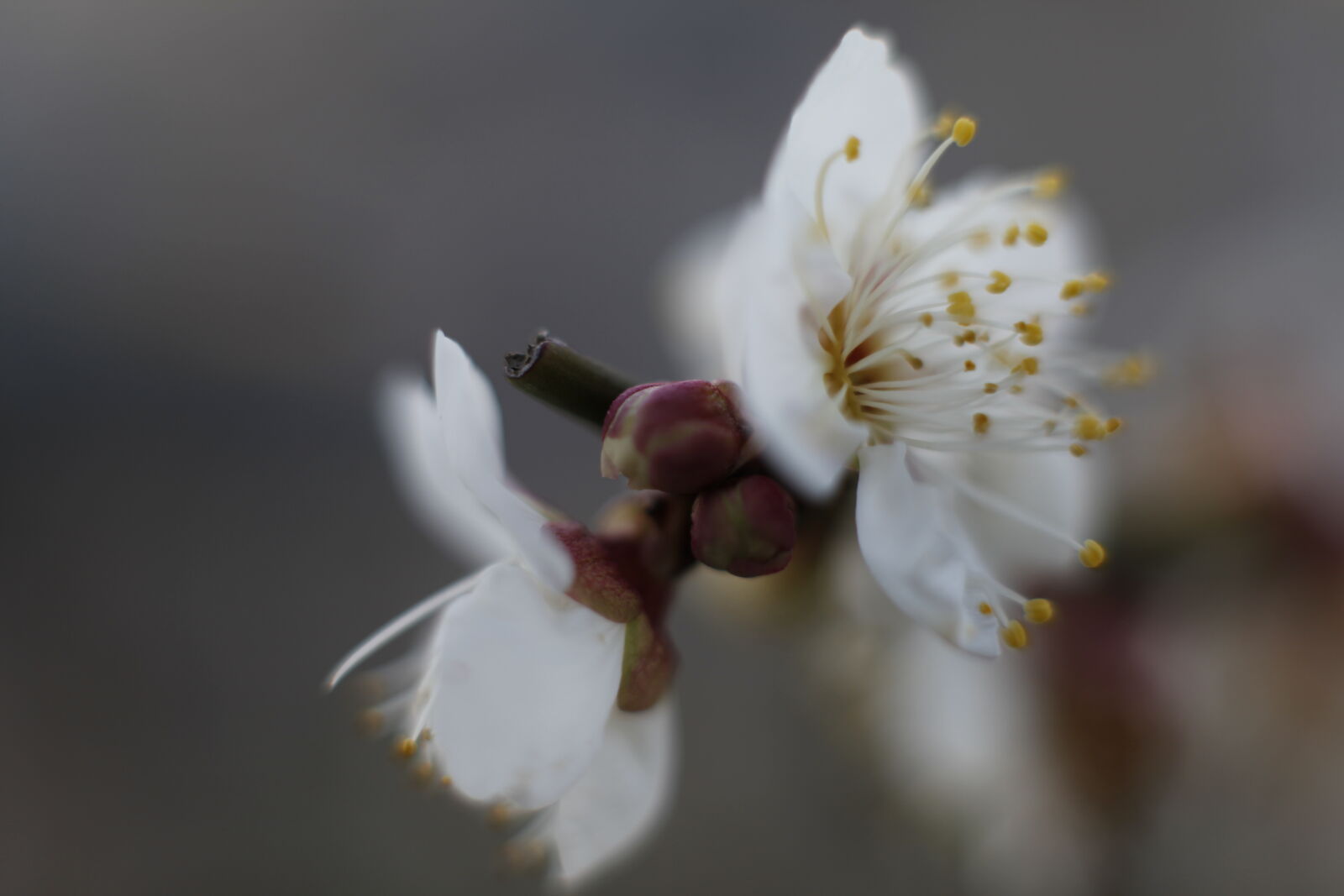 Canon EOS 5D Mark II sample photo. Beautiful, flowers, bokeh, macro photography