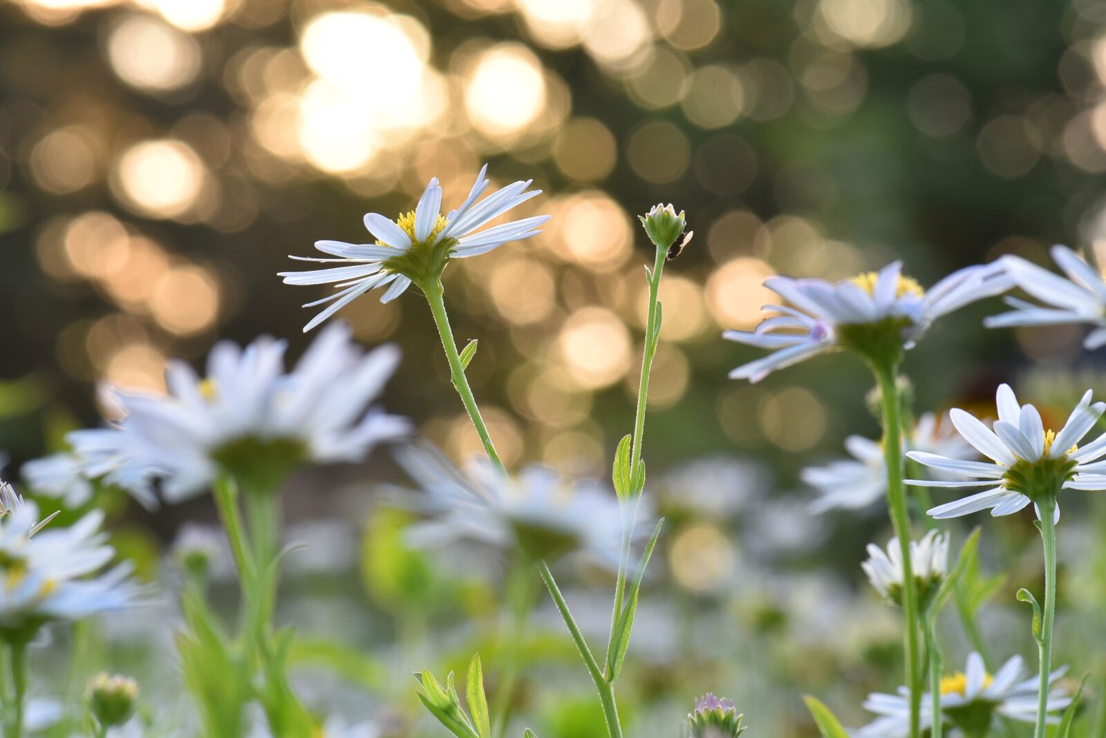 Nikon D750 sample photo. Aster, asteraceae, flower photography