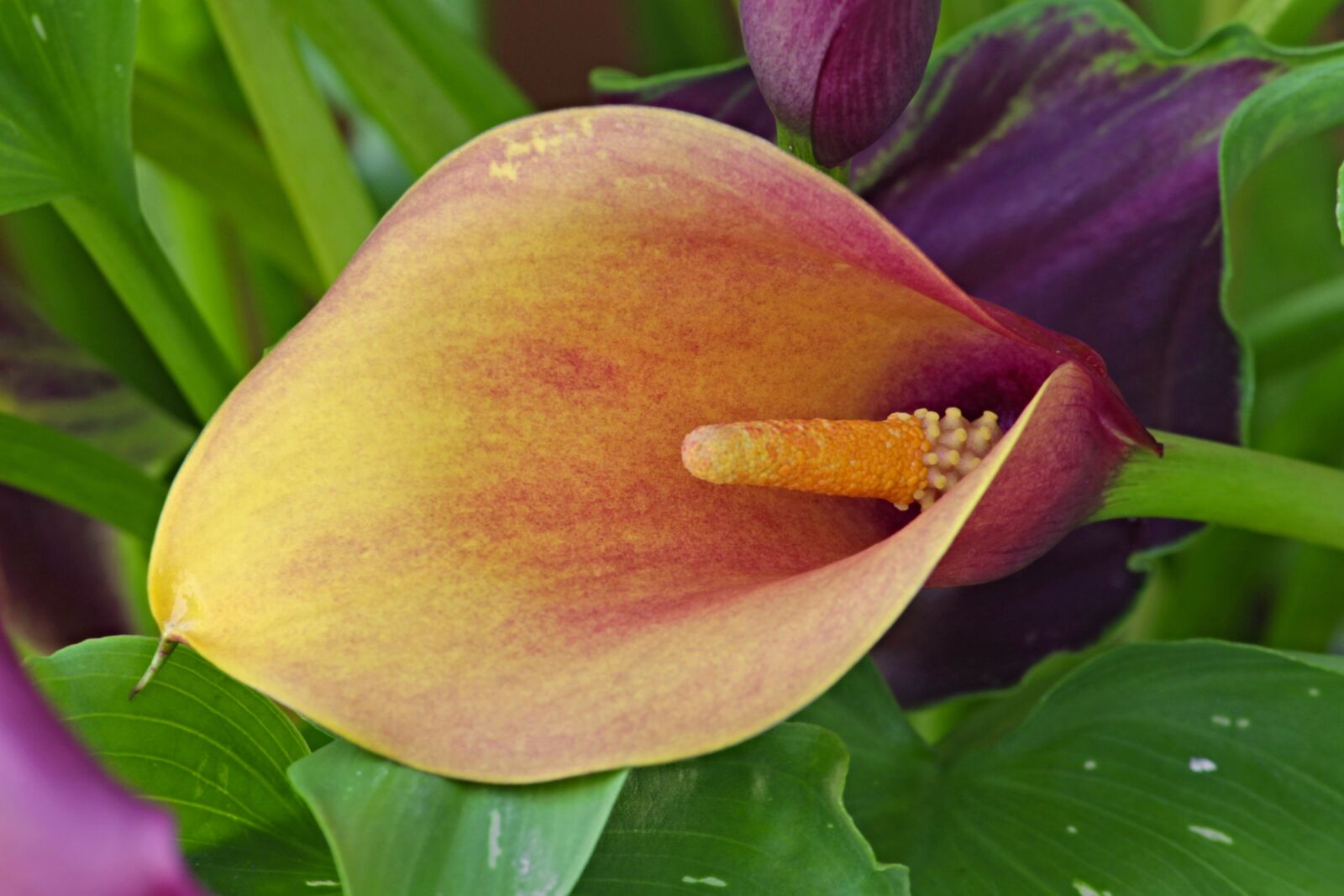 Canon EOS 1100D (EOS Rebel T3 / EOS Kiss X50) sample photo. Calla, calla flower, nature photography