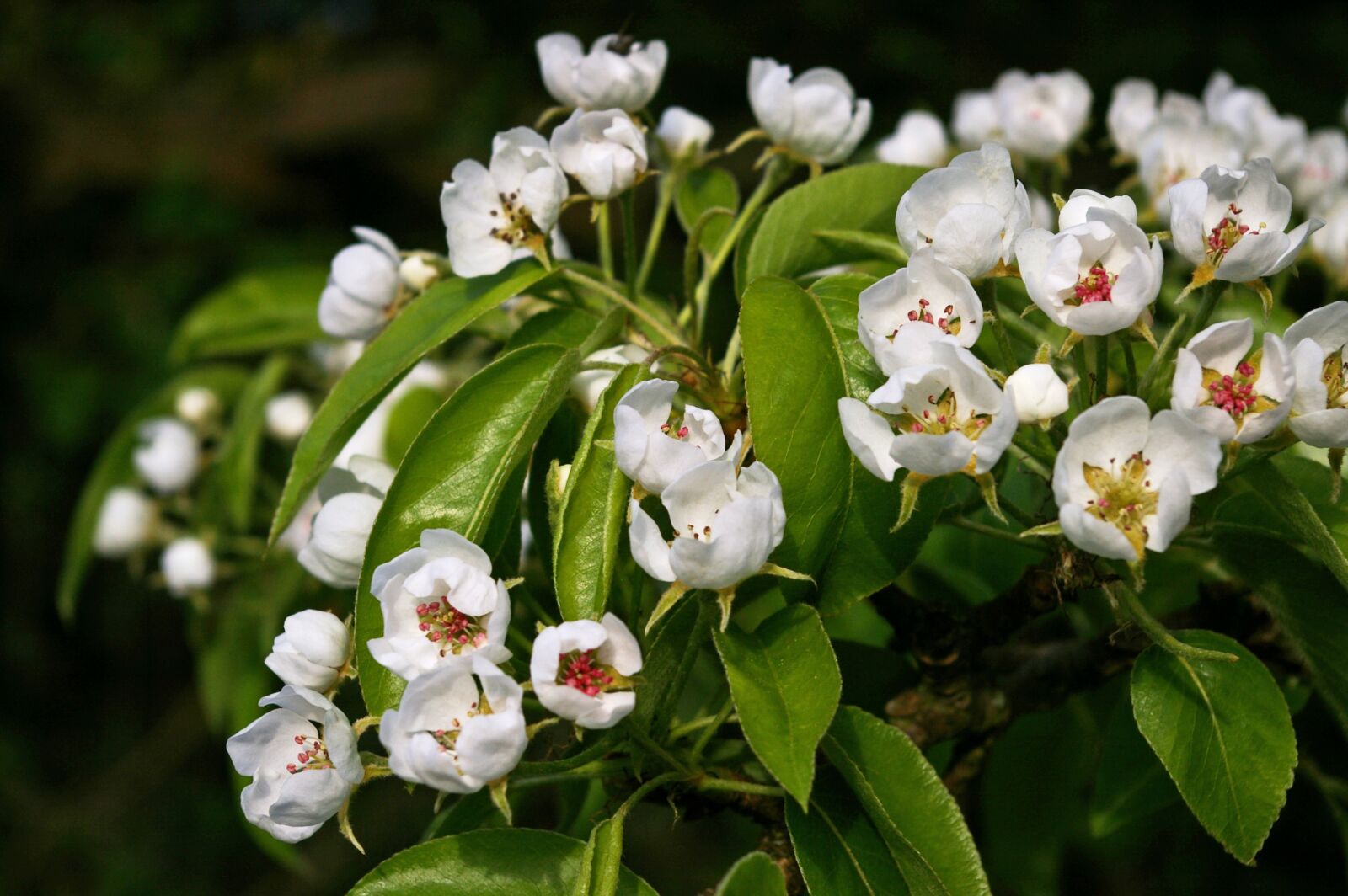 Pentax *ist DL2 sample photo. Flowers, pears, pear photography