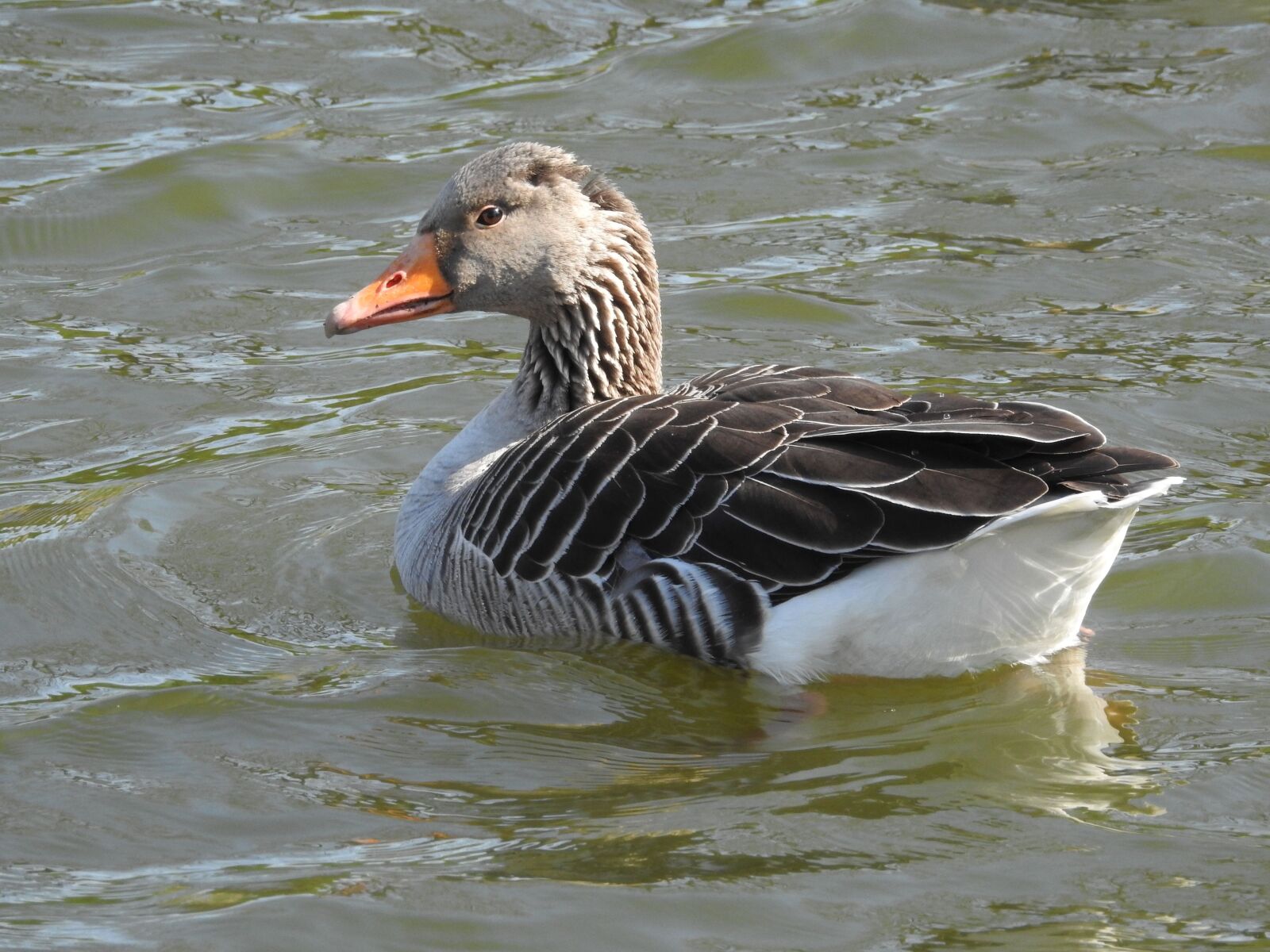Nikon Coolpix P900 sample photo. Duck, water bird, plumage photography