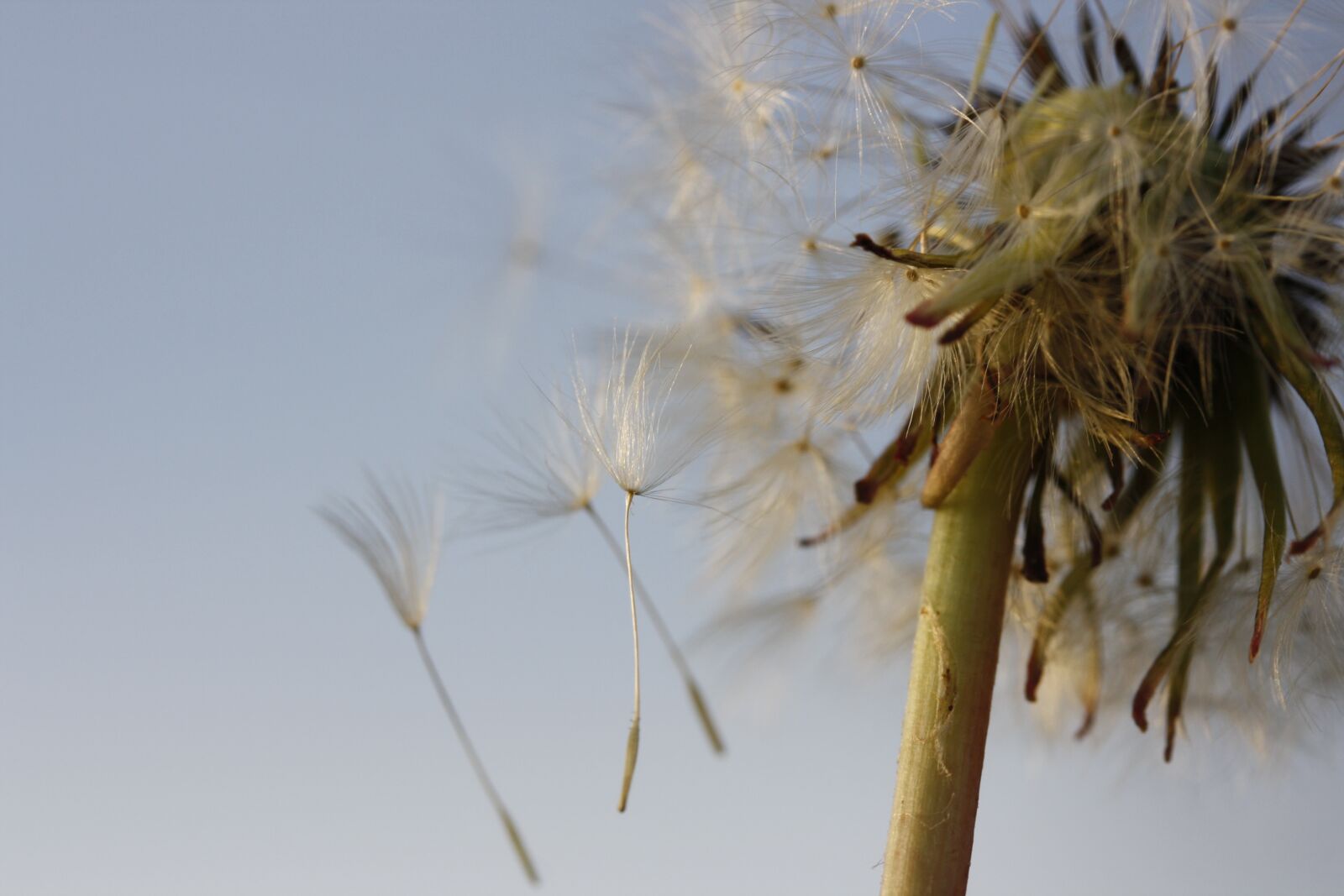 Canon EOS 1000D (EOS Digital Rebel XS / EOS Kiss F) sample photo. Flower, dandelion, nature photography