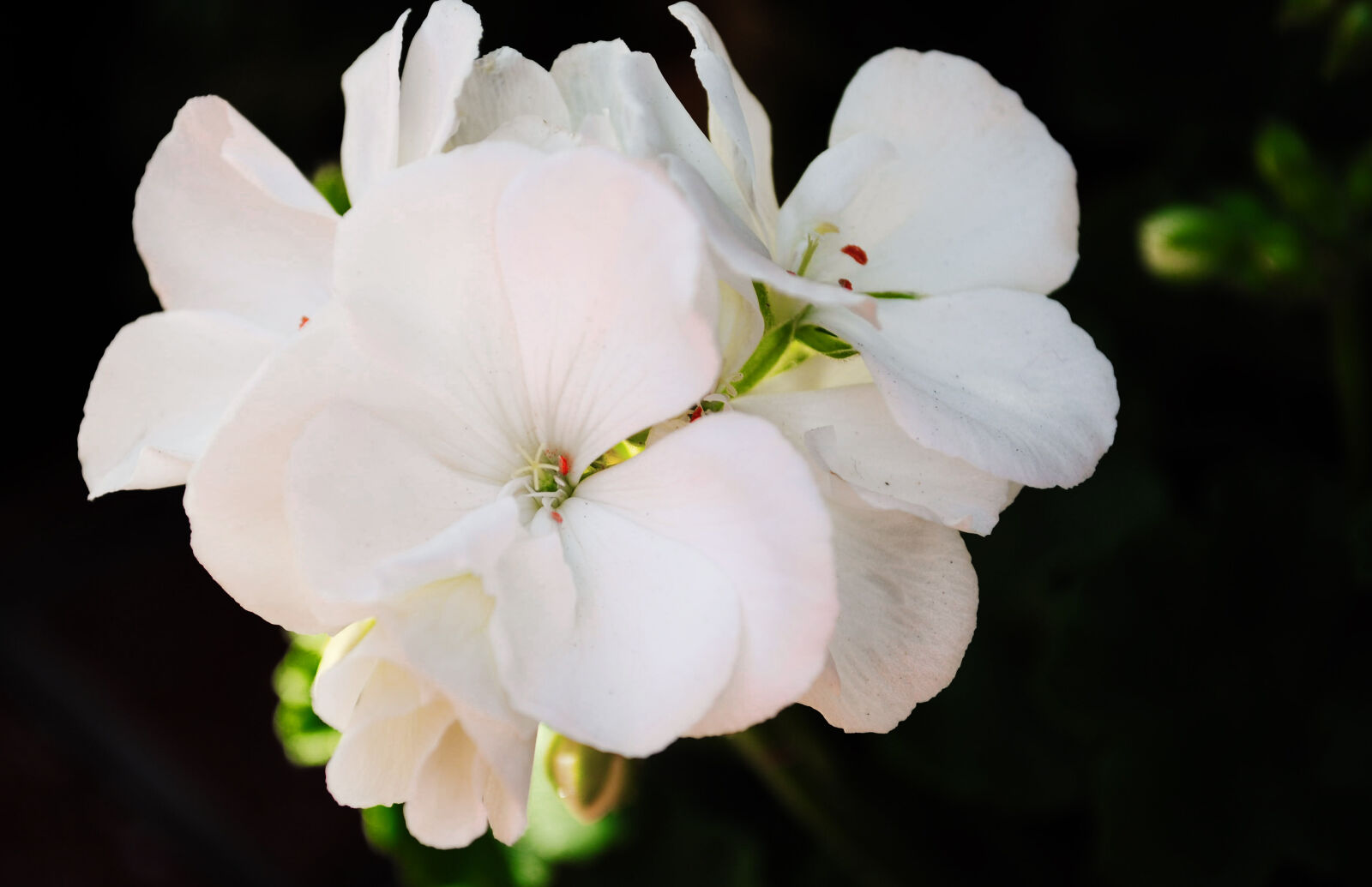 Nikon D3000 sample photo. Beautiful, flowers, bunch, of photography