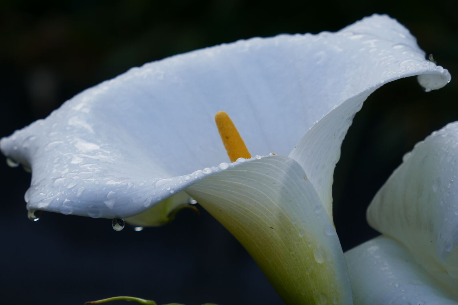 Panasonic Lumix DMC-ZS100 (Lumix DMC-TZ100) sample photo. Easter lilies, flowers, blossom photography