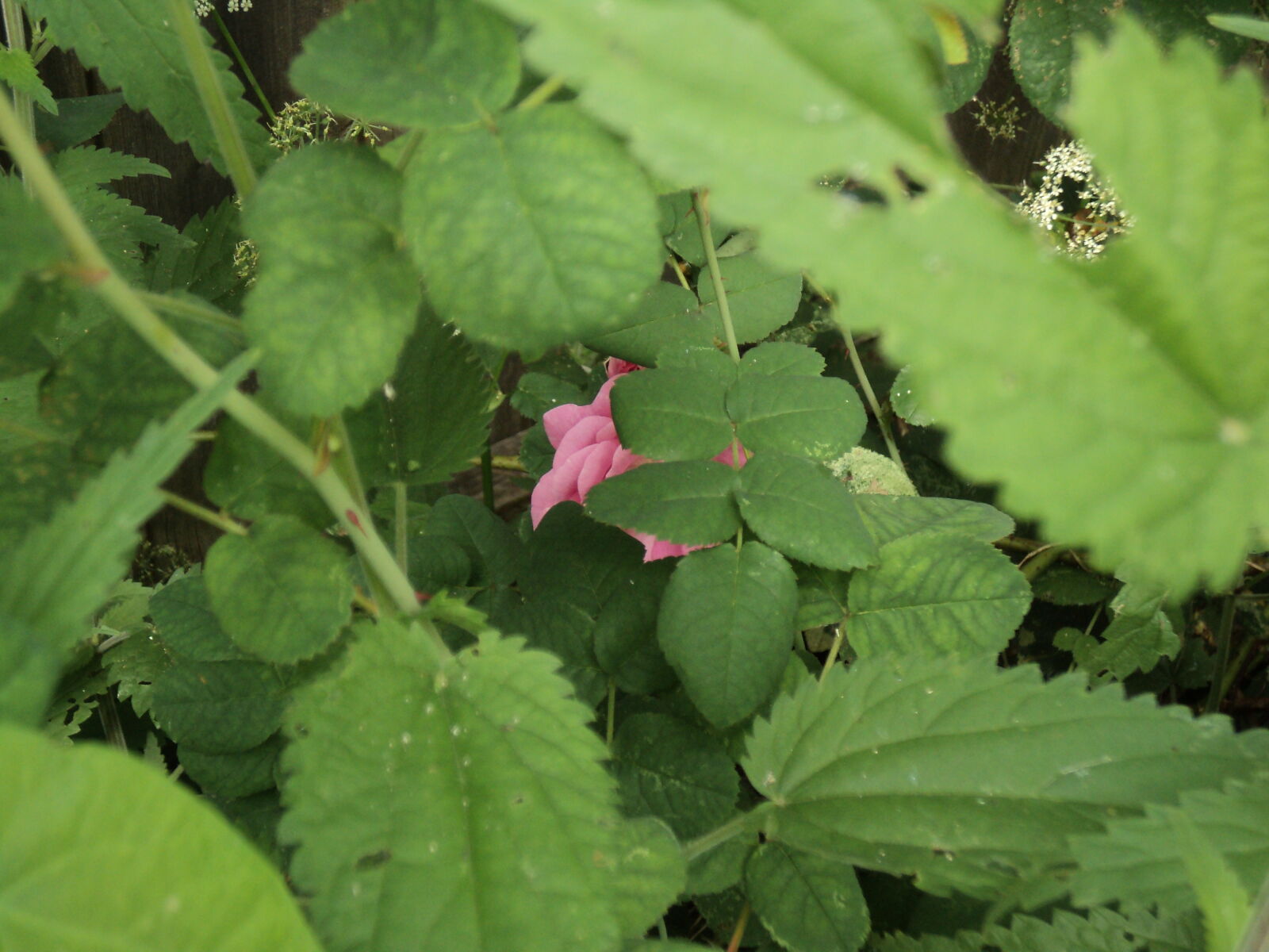 Sony DSC-S2100 sample photo