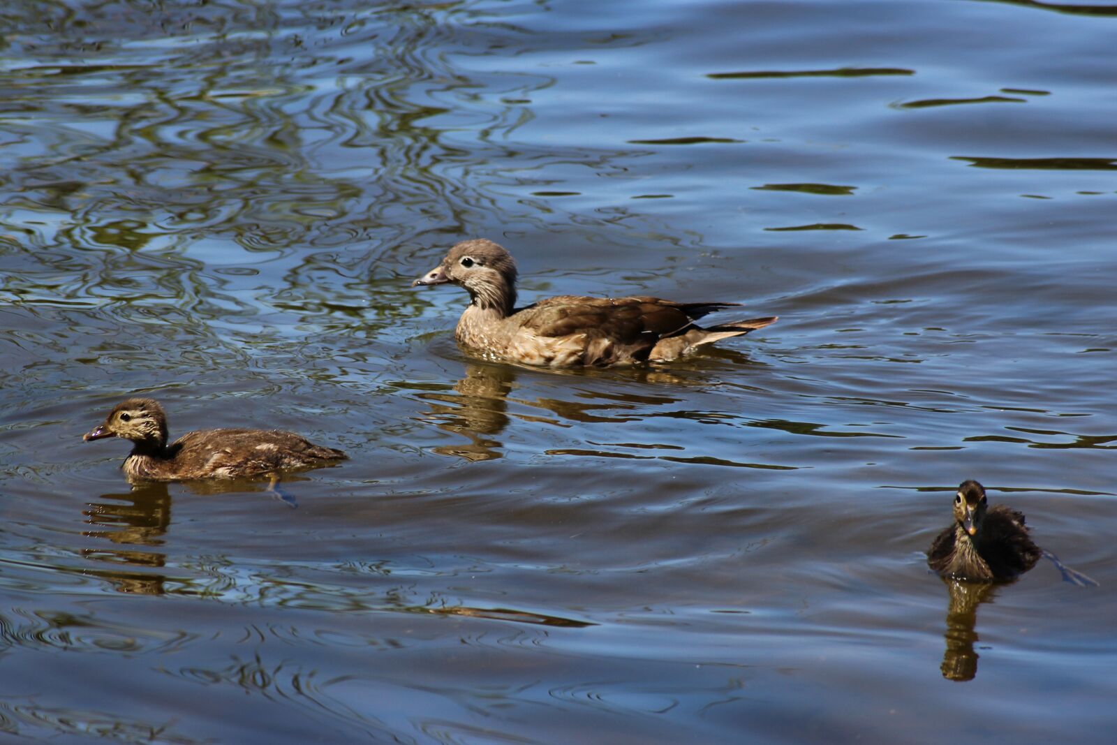 Canon EOS 600D (Rebel EOS T3i / EOS Kiss X5) sample photo. Gadwall, duck, chicken photography