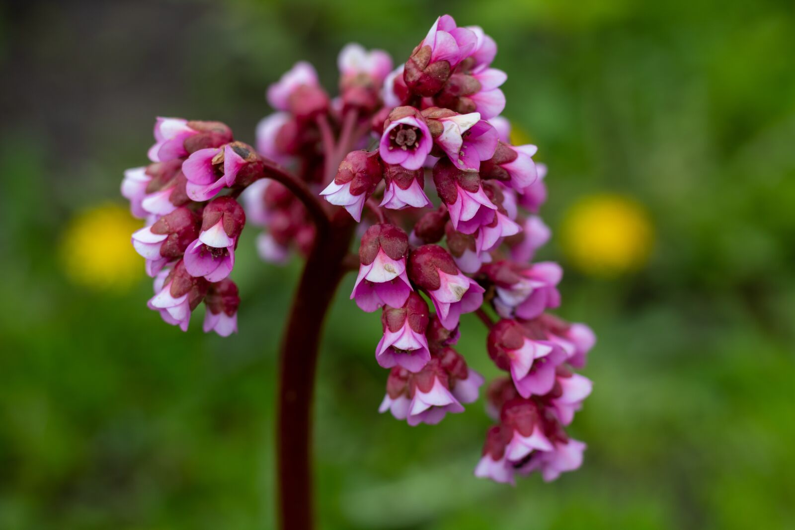 Canon EOS 1300D (EOS Rebel T6 / EOS Kiss X80) + Canon EF 50mm F1.8 STM sample photo. Badan, flowers, pink photography