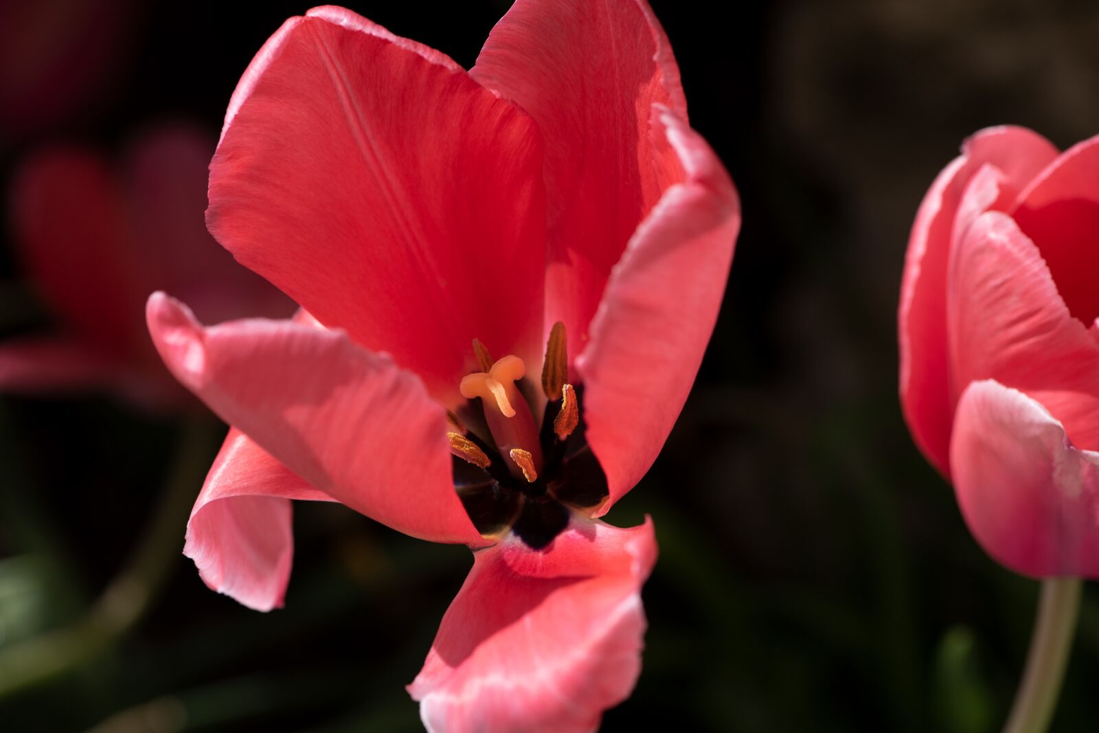 Nikon D750 sample photo. Tulip, red, flower photography