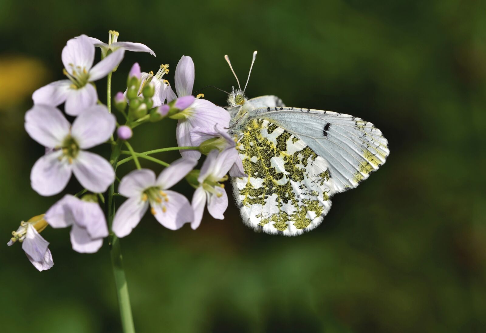 Nikon D7200 sample photo. Aurora butterfly, butterfly, insect photography