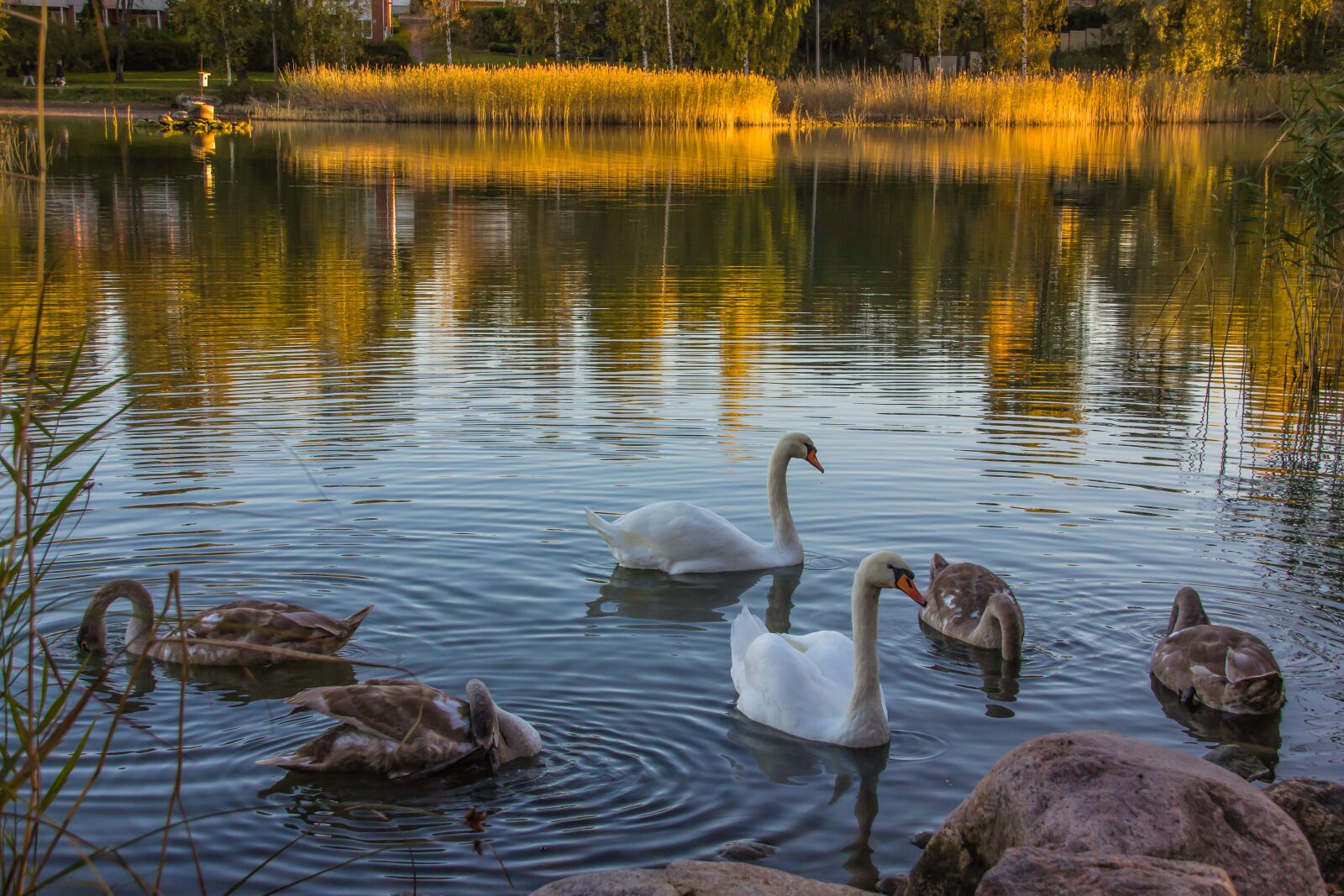 Canon EOS 550D (EOS Rebel T2i / EOS Kiss X4) sample photo. Sea reflection, nature, the photography