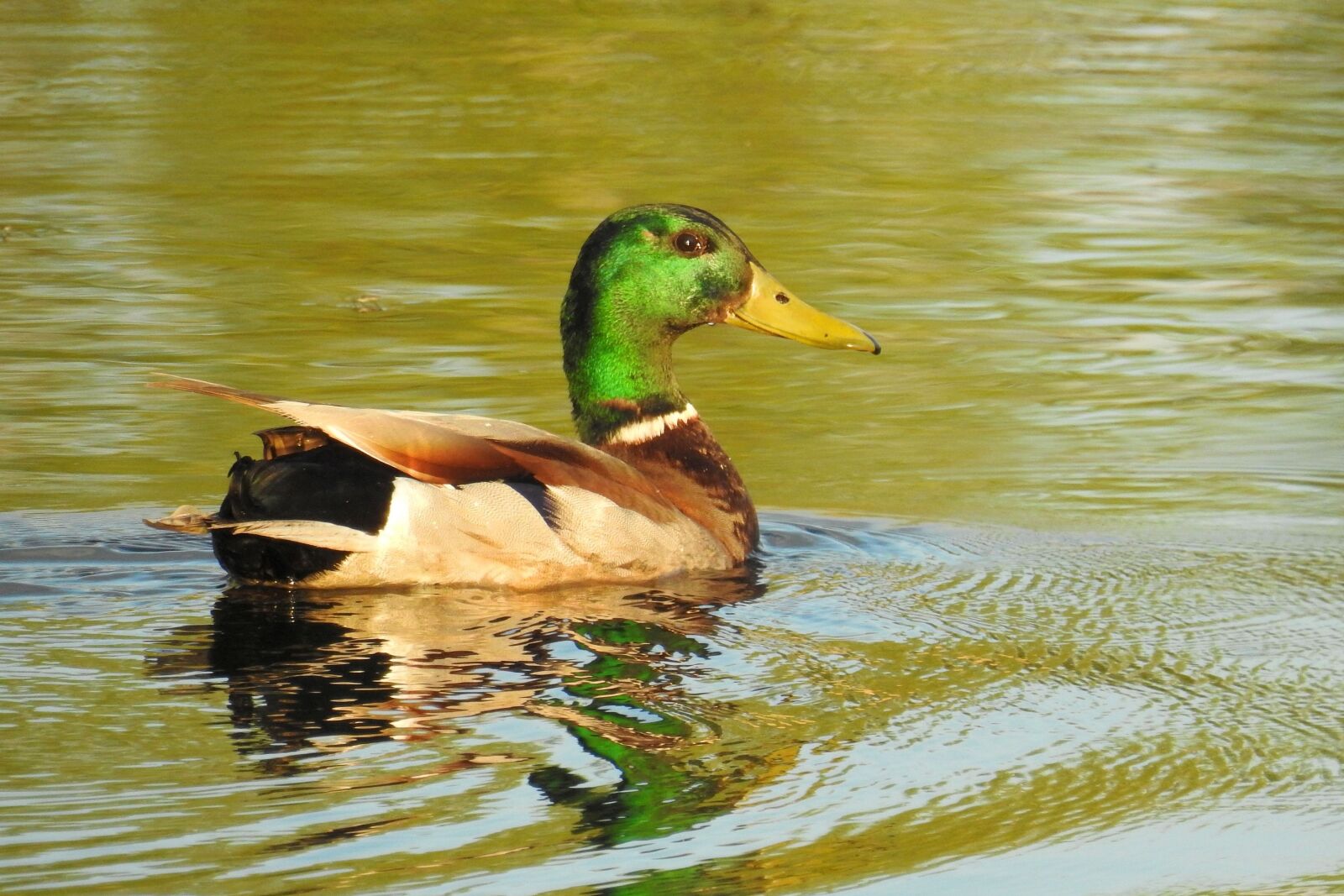 Nikon Coolpix P900 sample photo. Duck, bird, waters photography