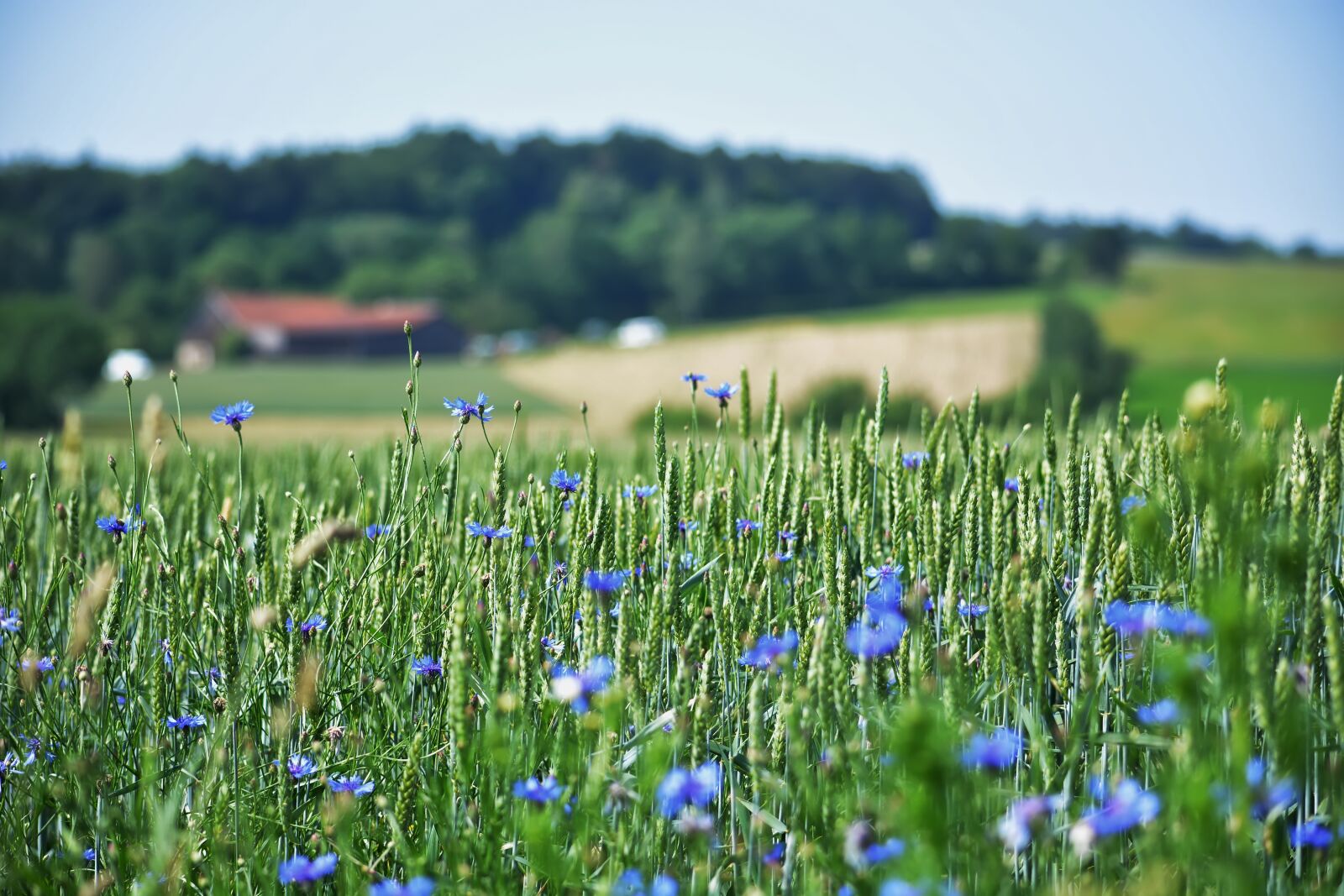 Nikon D5200 sample photo. Fields, blue, green photography