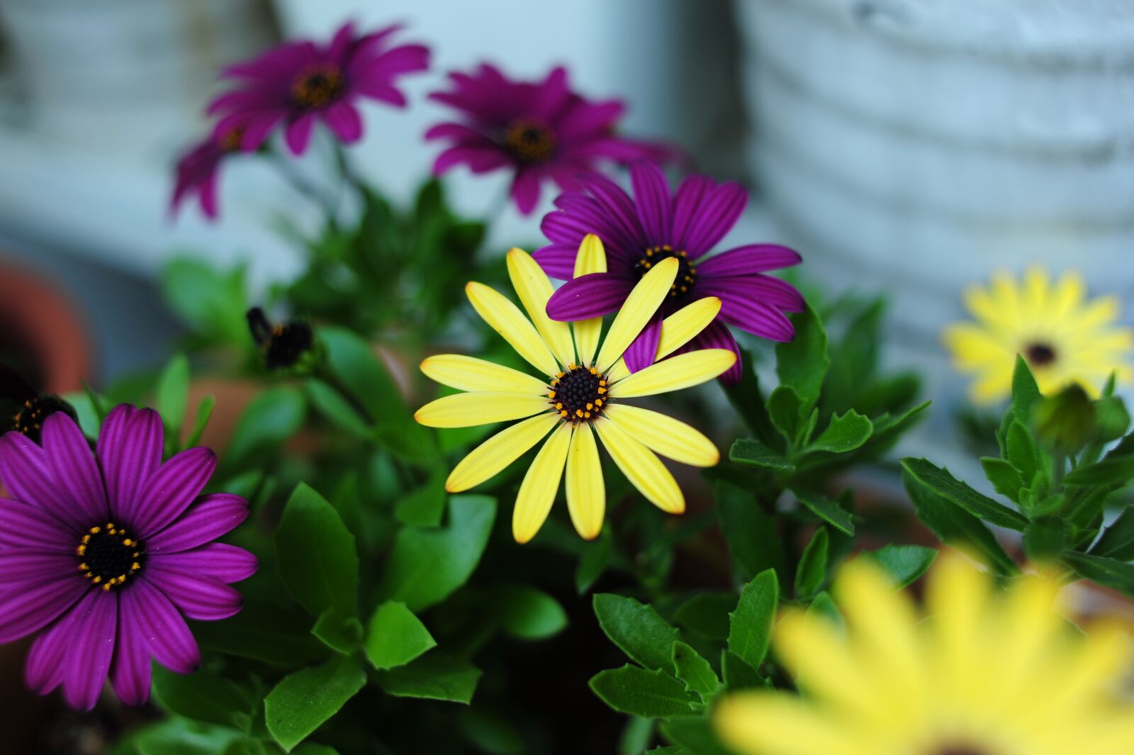 Nikon D700 sample photo. Plant, plants, spring photography