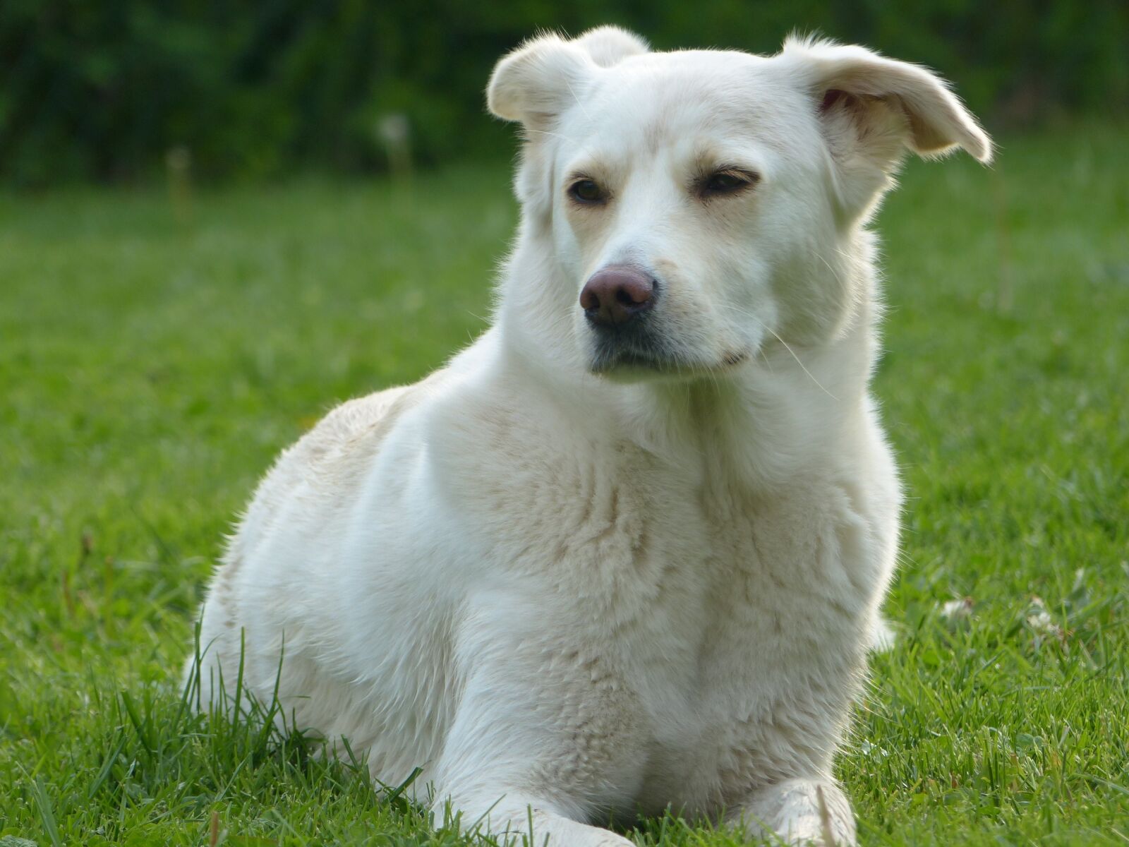 Panasonic Lumix DMC-FZ200 sample photo. Dog, white, pet photography