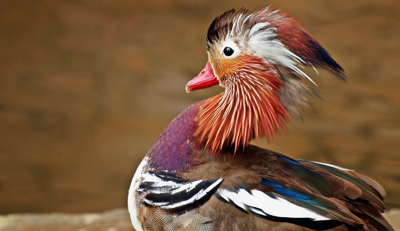 Olympus E-30 sample photo. Duck, mandarin ducks, water photography