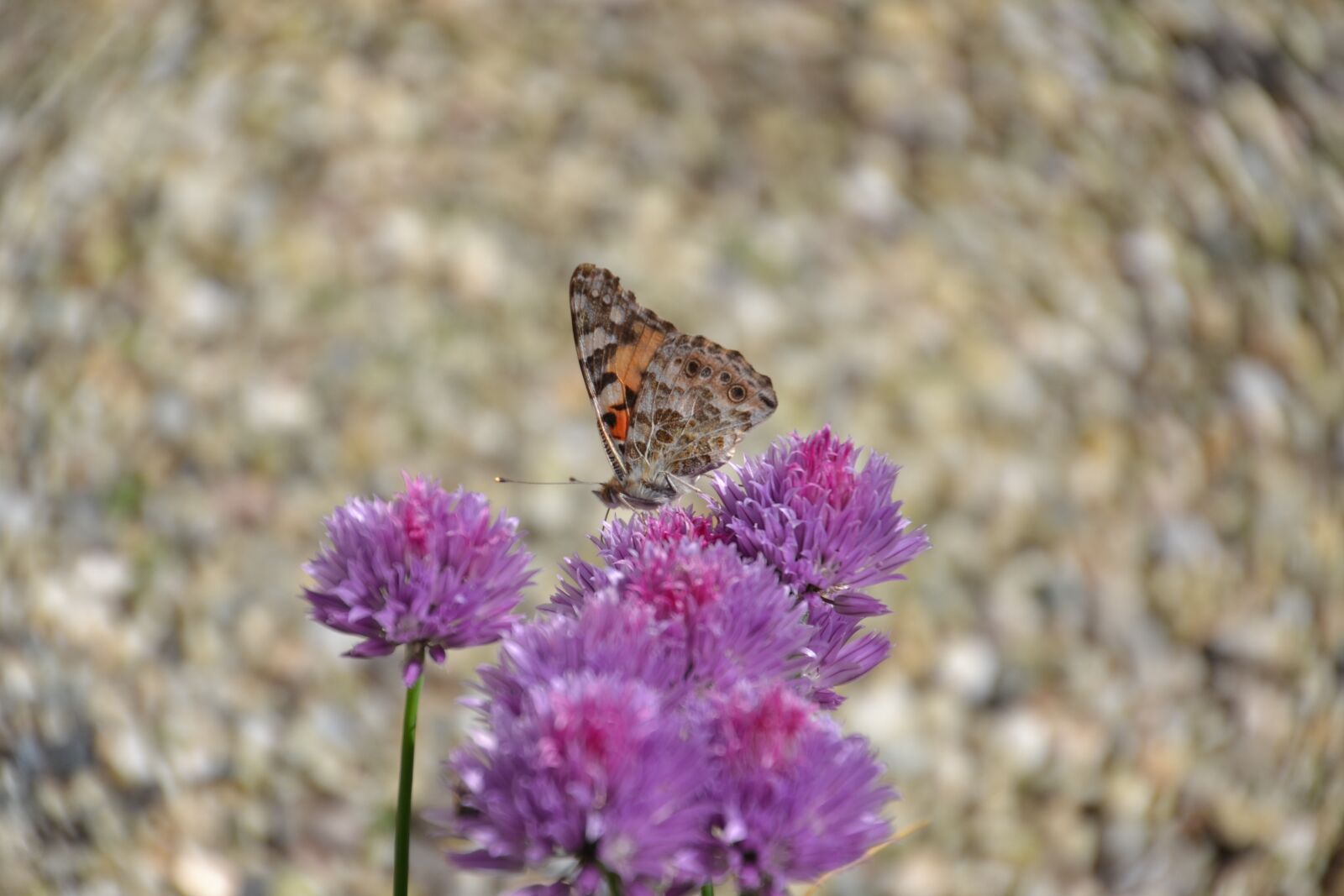Nikon D3100 sample photo. Butterfly, vanessa cardui, insect photography