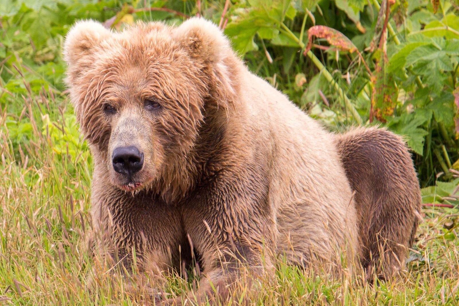 Canon EOS 6D sample photo. Kodiak, brown bears, distinct photography