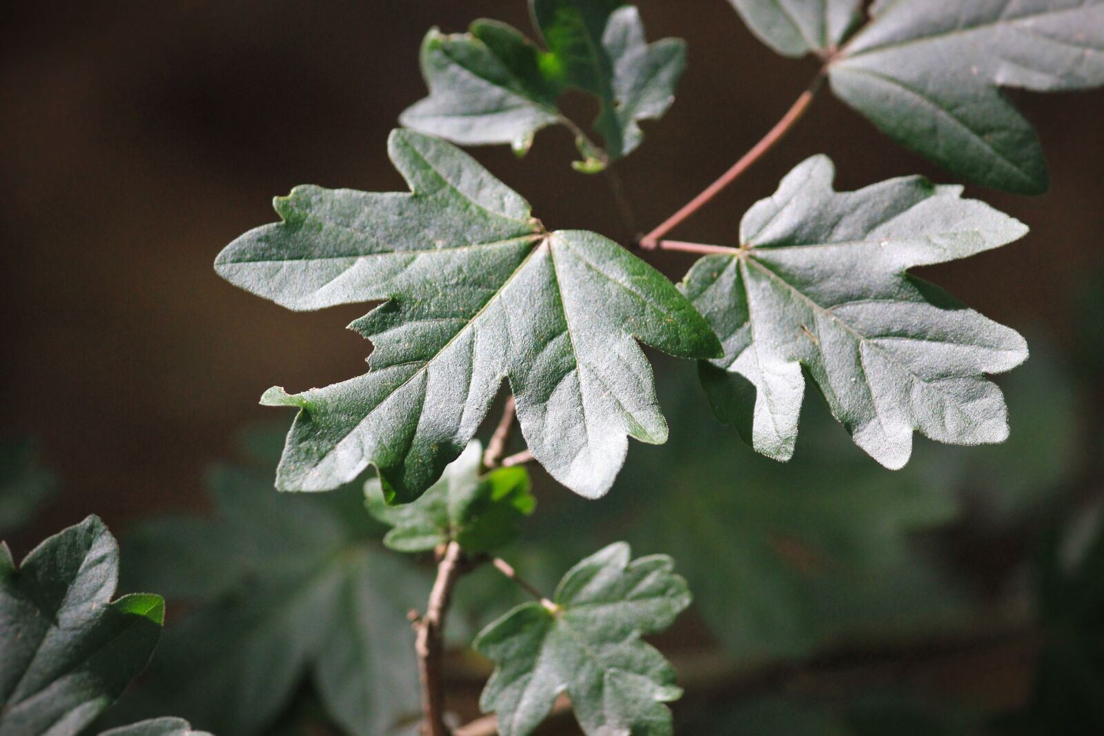 Canon EOS 550D (EOS Rebel T2i / EOS Kiss X4) sample photo. Leaf, green, close up photography