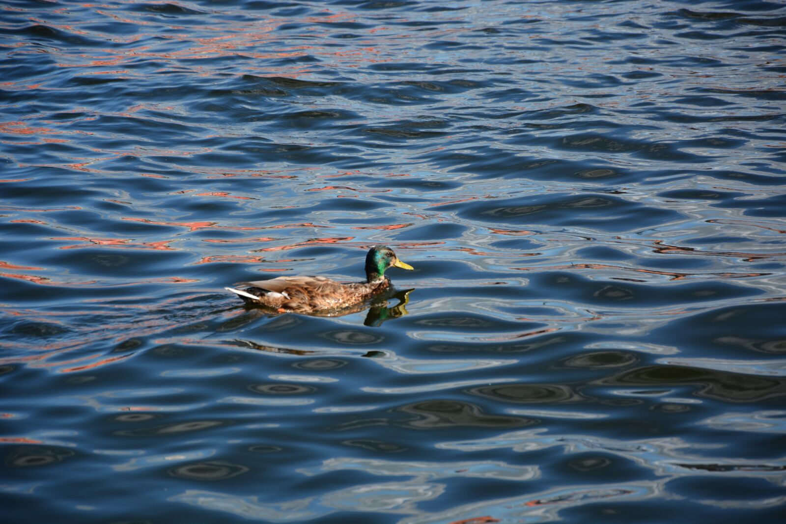 Nikon D7100 sample photo. Duck, sea, water photography