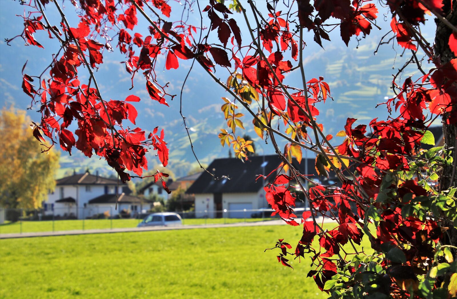 Canon EOS 80D sample photo. Foliage, collapse, autumn photography