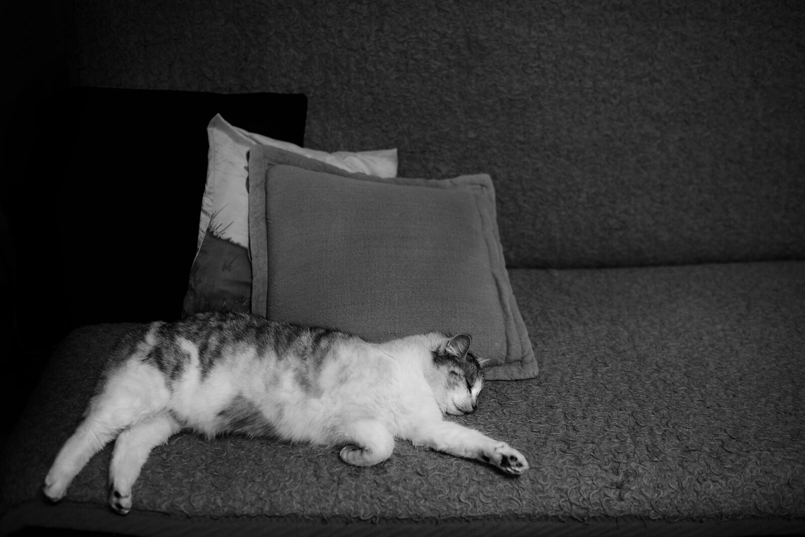 Nikon D610 sample photo