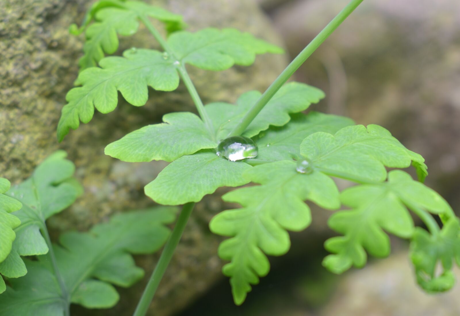Nikon D3400 sample photo. Flora, leaf, nature photography