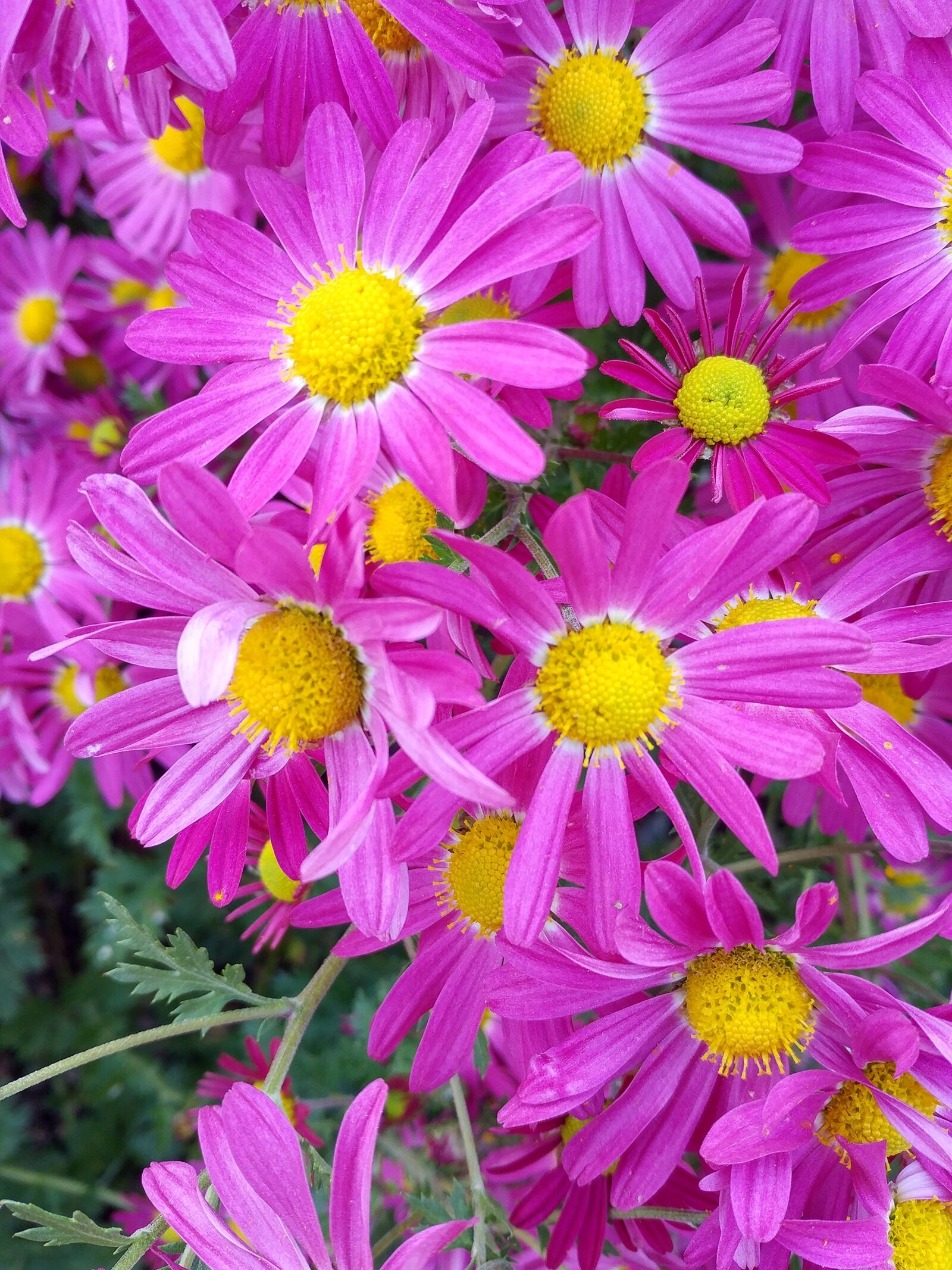 LG G5 sample photo. Flowers, yellow, autumn photography