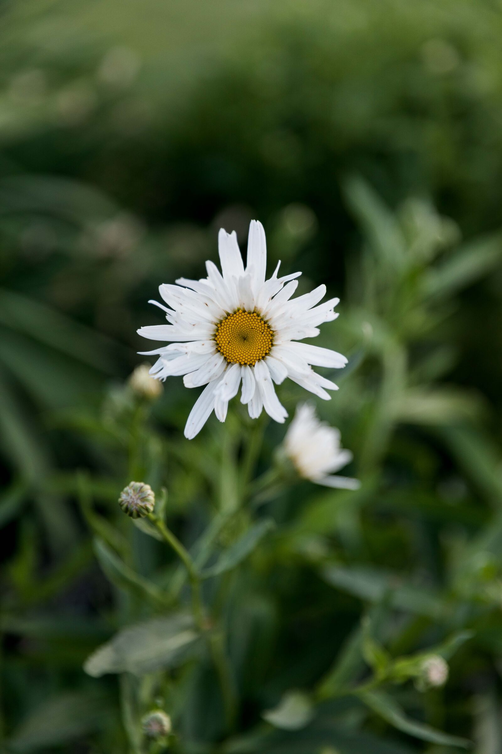 Canon EOS 5D Mark IV sample photo. Flower, floral, greenery photography